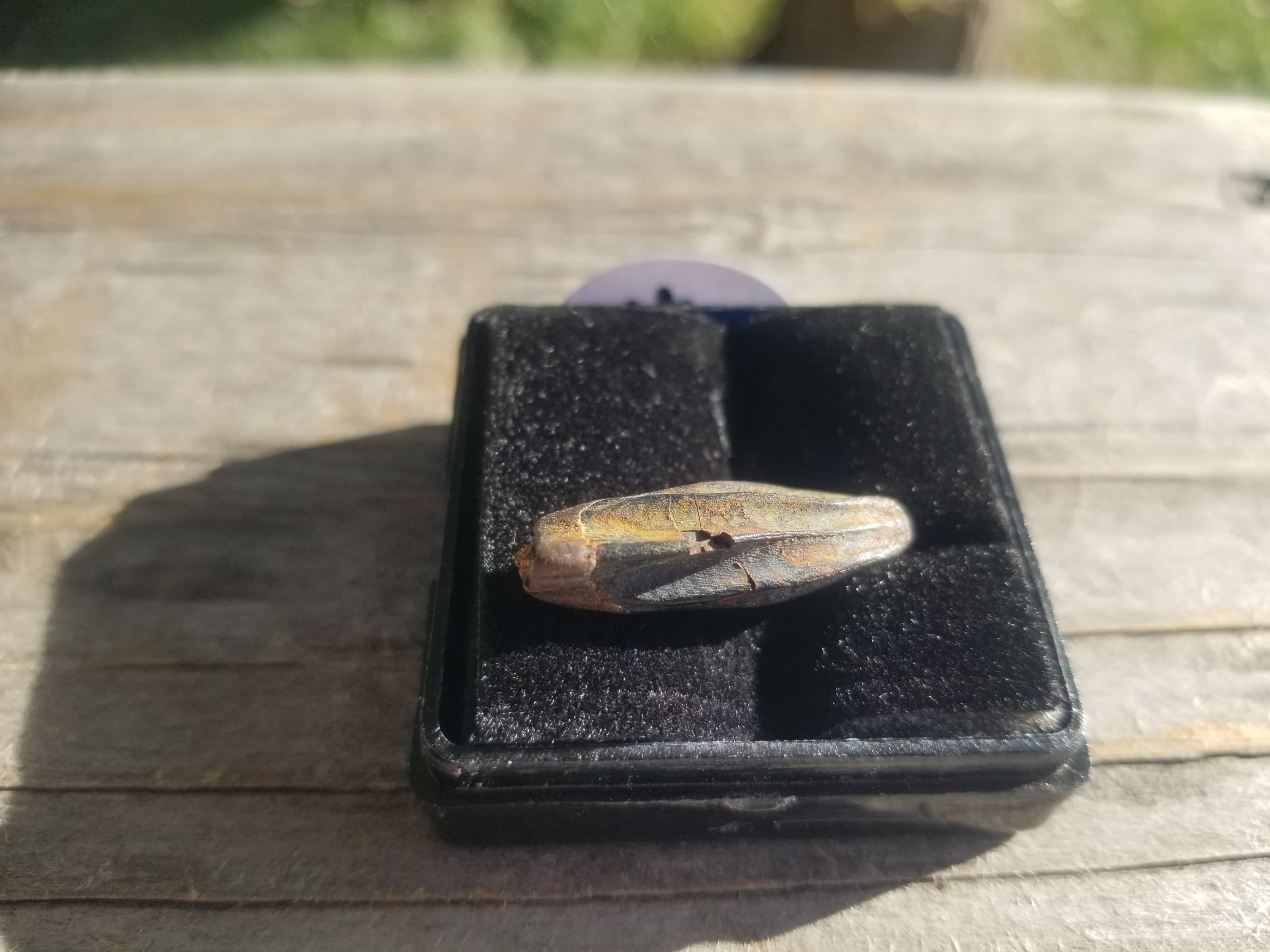 Nice Edmontosaurus Tooth Fossil Specimen Hell Creek, MT