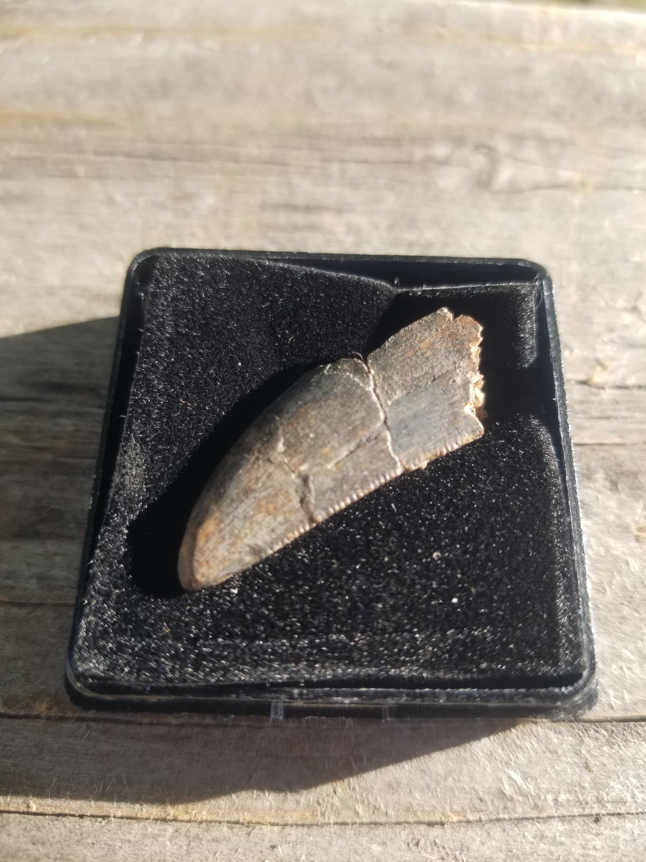 Nice 1.25" Tyrannosaurus Rex T-Rex Tooth Fossil Specimen Hell Creek, MT