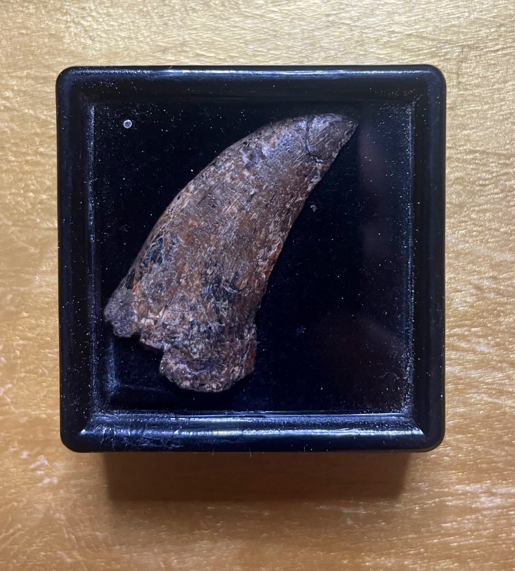 Nice 1.25" Nanotyrannus Tooth Fossil Specimen Hell Creek, MT