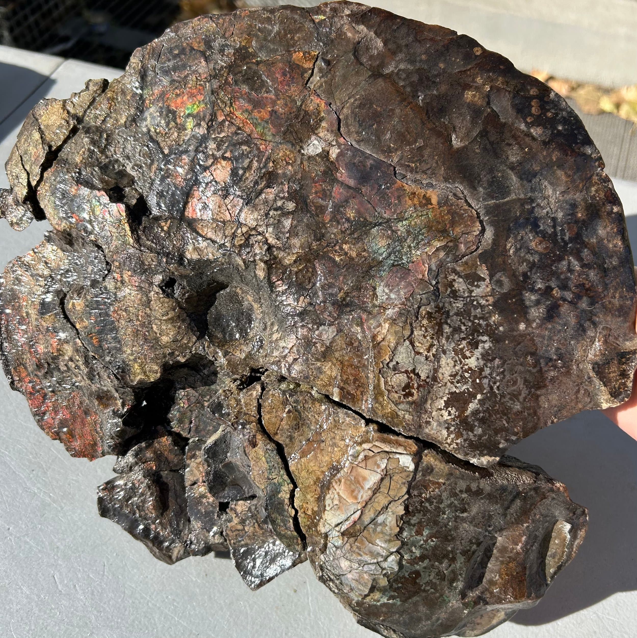 Nice Large Rare Ammolite Fossil Specimen Organic Gemstone Cretaceous, ND