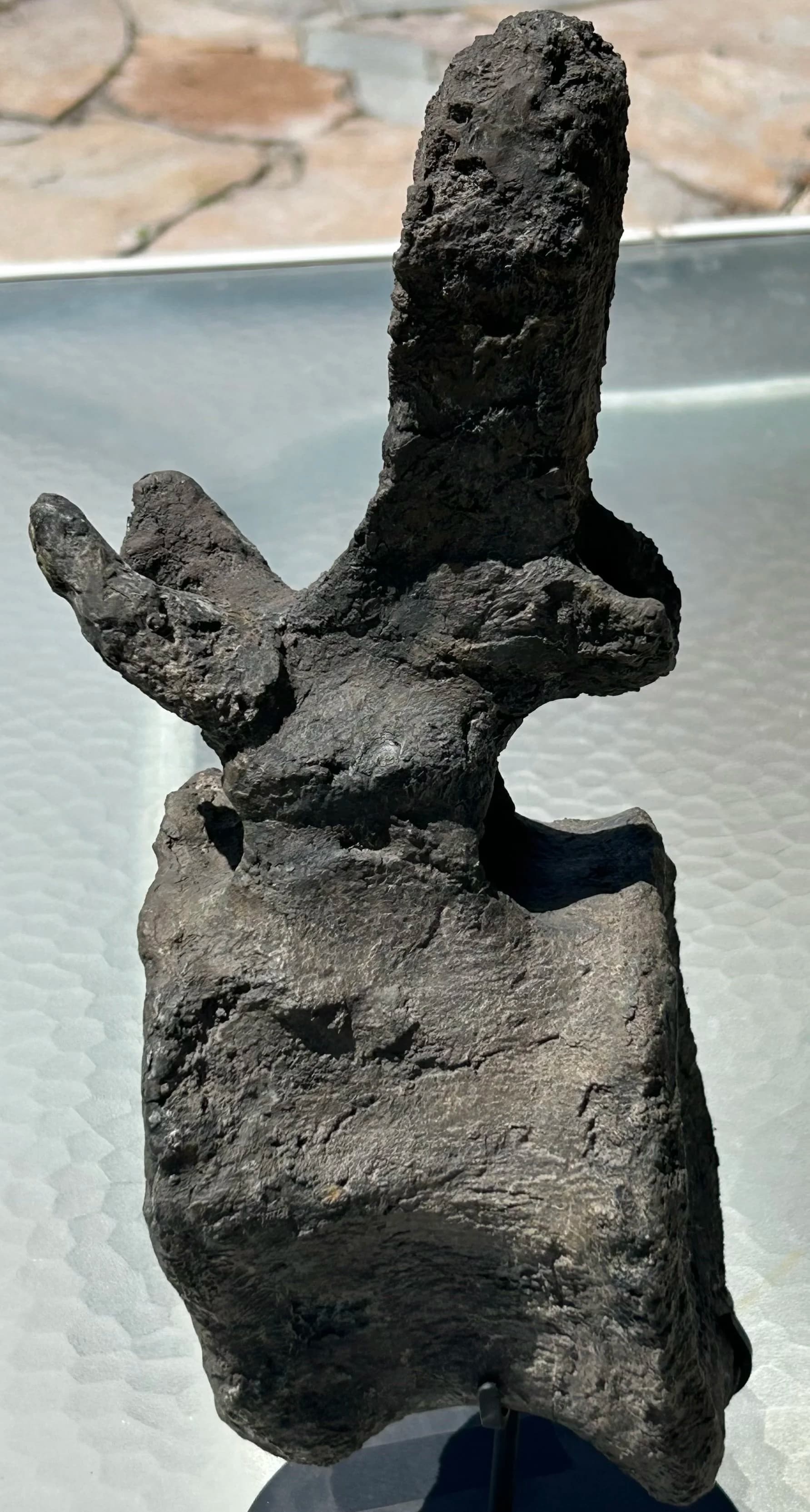 Incredible Large 10Lb Complete Camarasaurus Vertebrae Fossil Morrison Jurassic CO - Stand Included