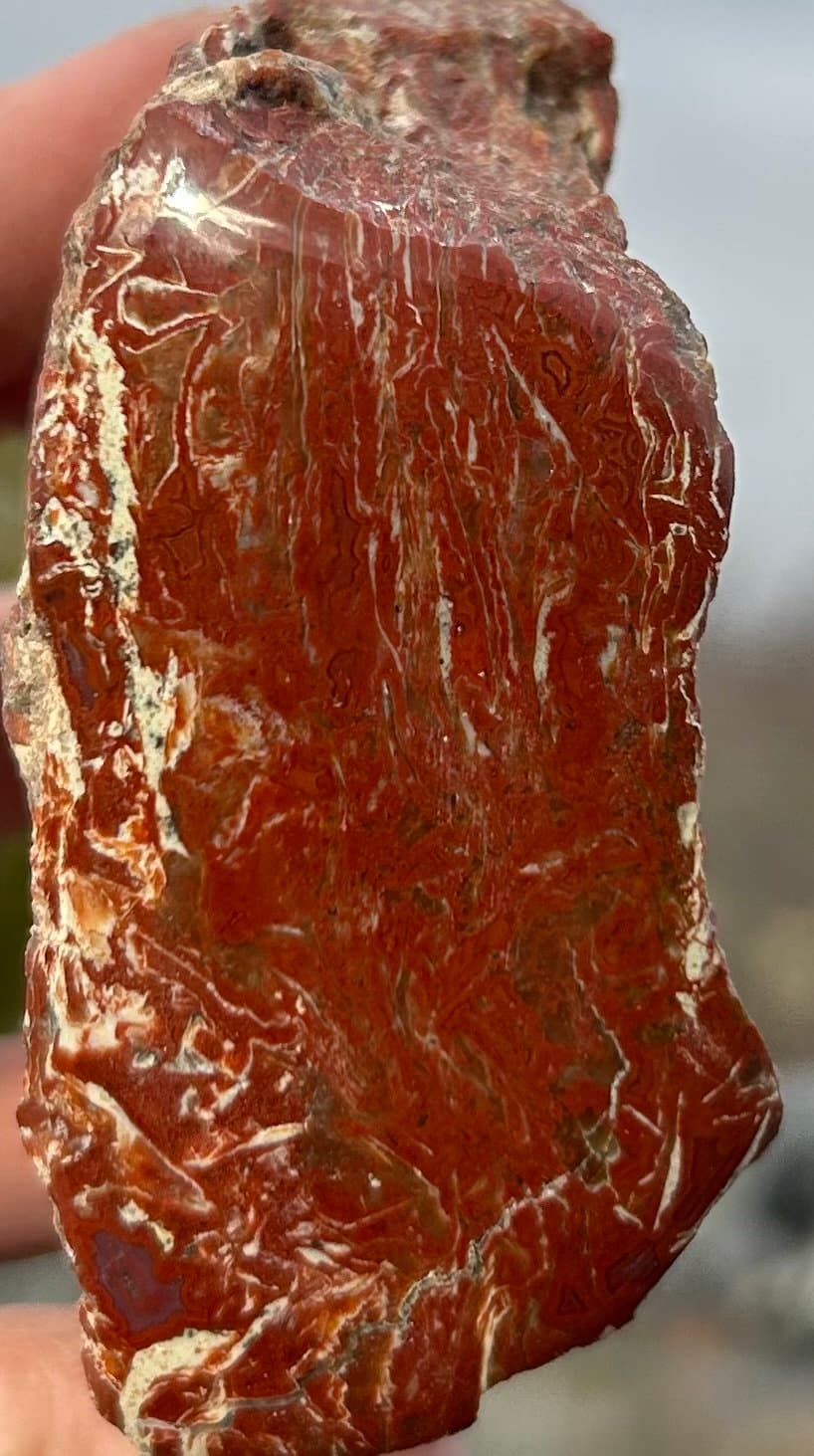 Highly Coveted Polished Yellow Cat Red Wood Limb - Petrified Agatized Wood Specimen, UT