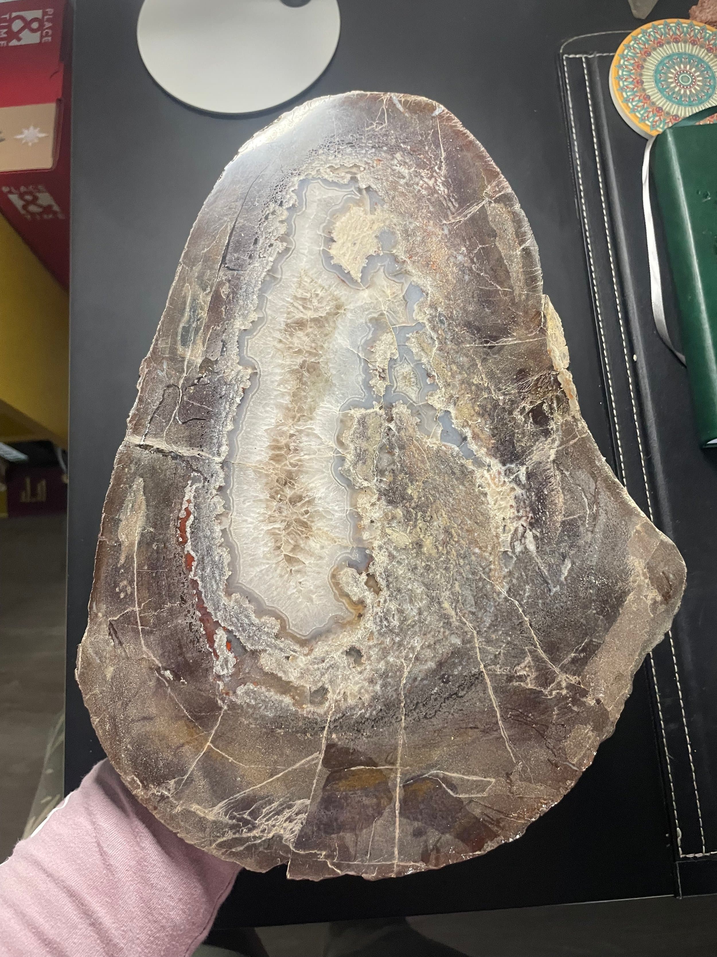 Incredible Large Polished Camarasaurus Gem Dinosaur Bone Femur Slab w/ Agatized Core Jurassic Morrison Form, CO