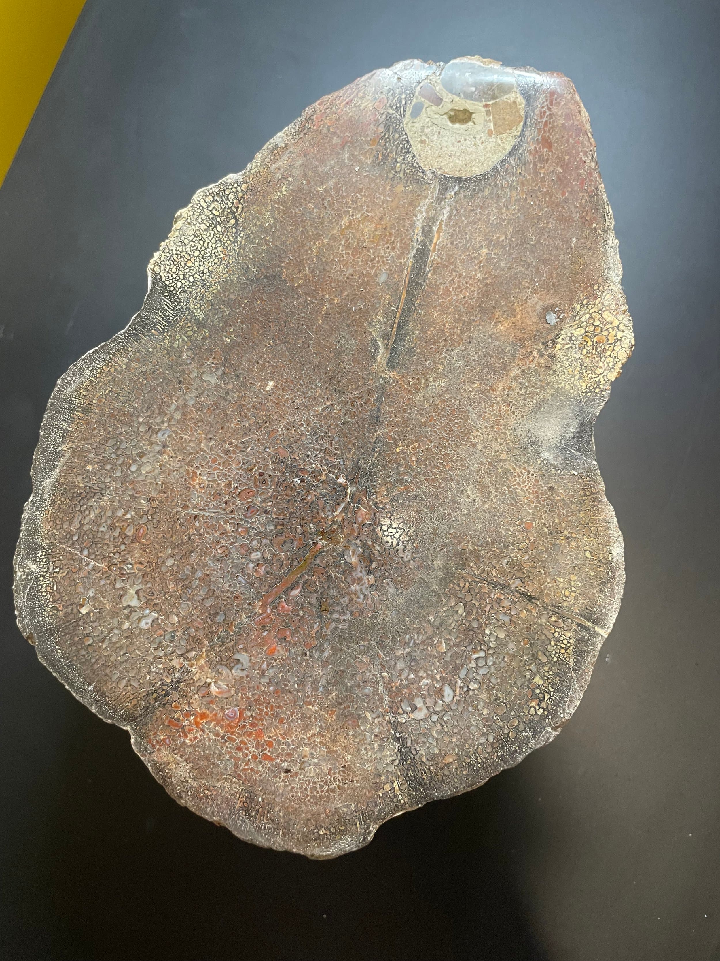 Beautiful Large 12Lb Polished Camarasaurus Vertebrae Half Gem Bone Specimen - Agatized Dinosaur Bone