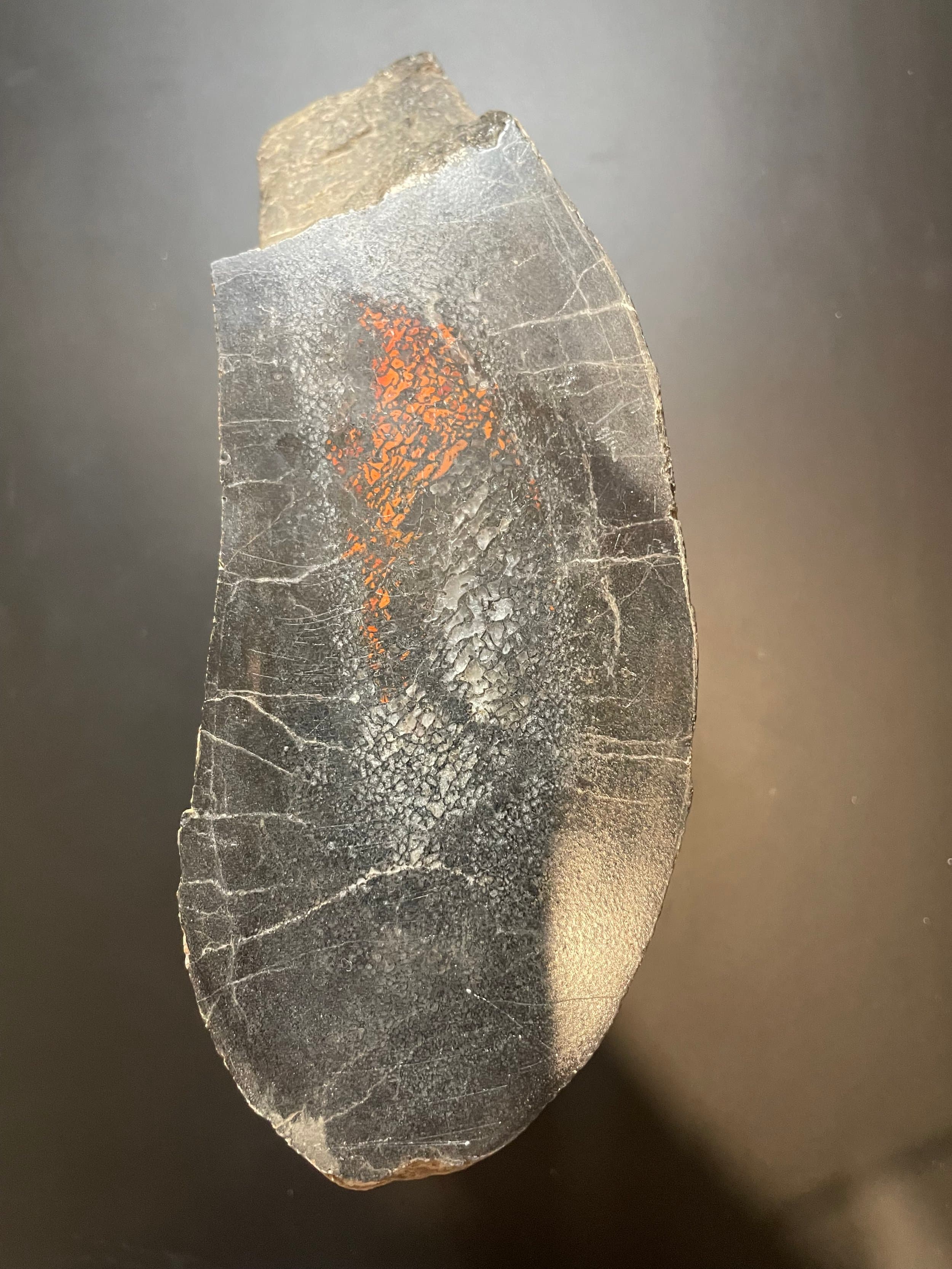 Beautiful Large 12Lb Double End Polished Camarasaurus Gem Bone Specimen - Agatized Dinosaur Bone