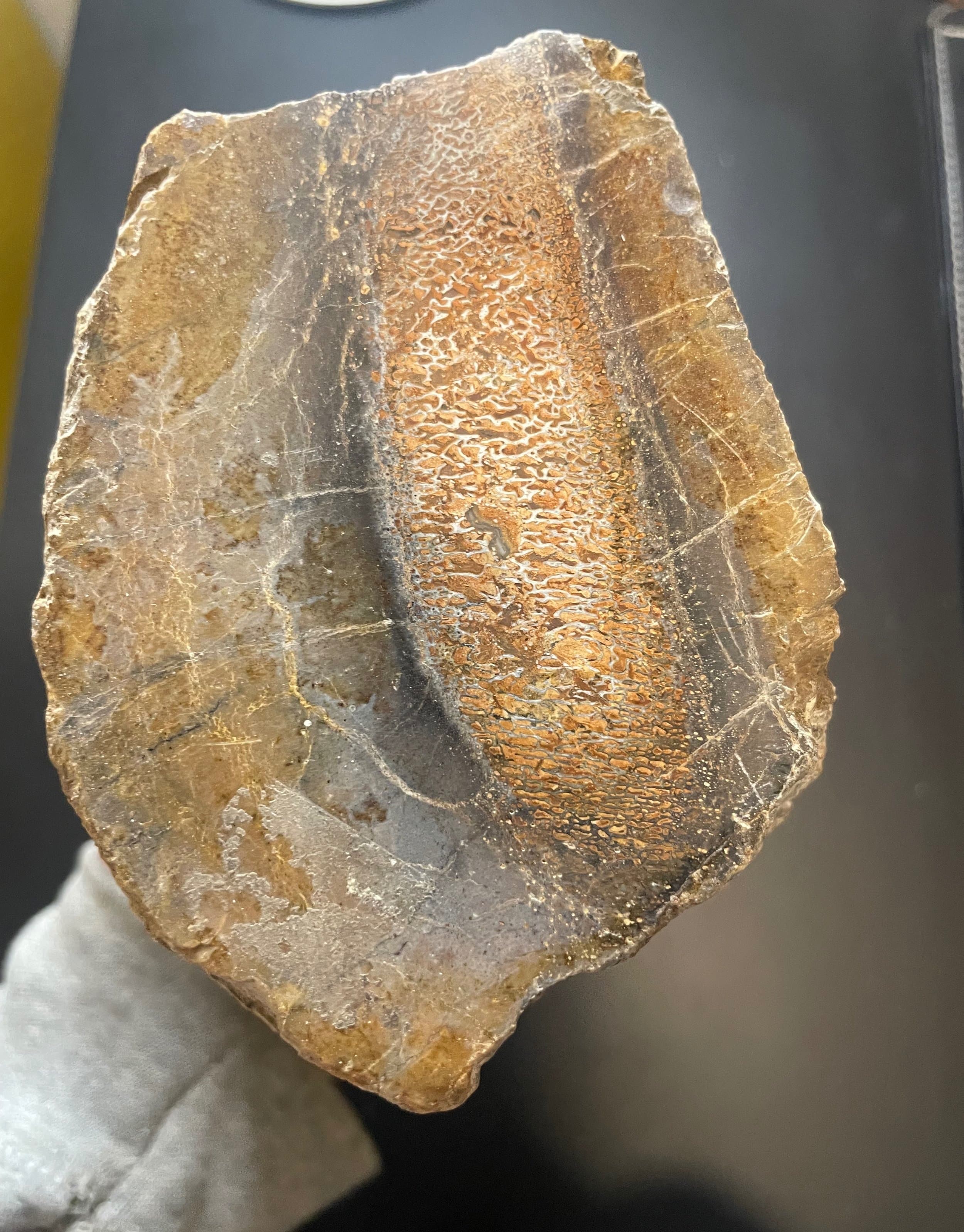 Incredible Large Cell Polished Agatized Dinosaur Gembone Specimen 6.5Lb- Jurassic Morrison