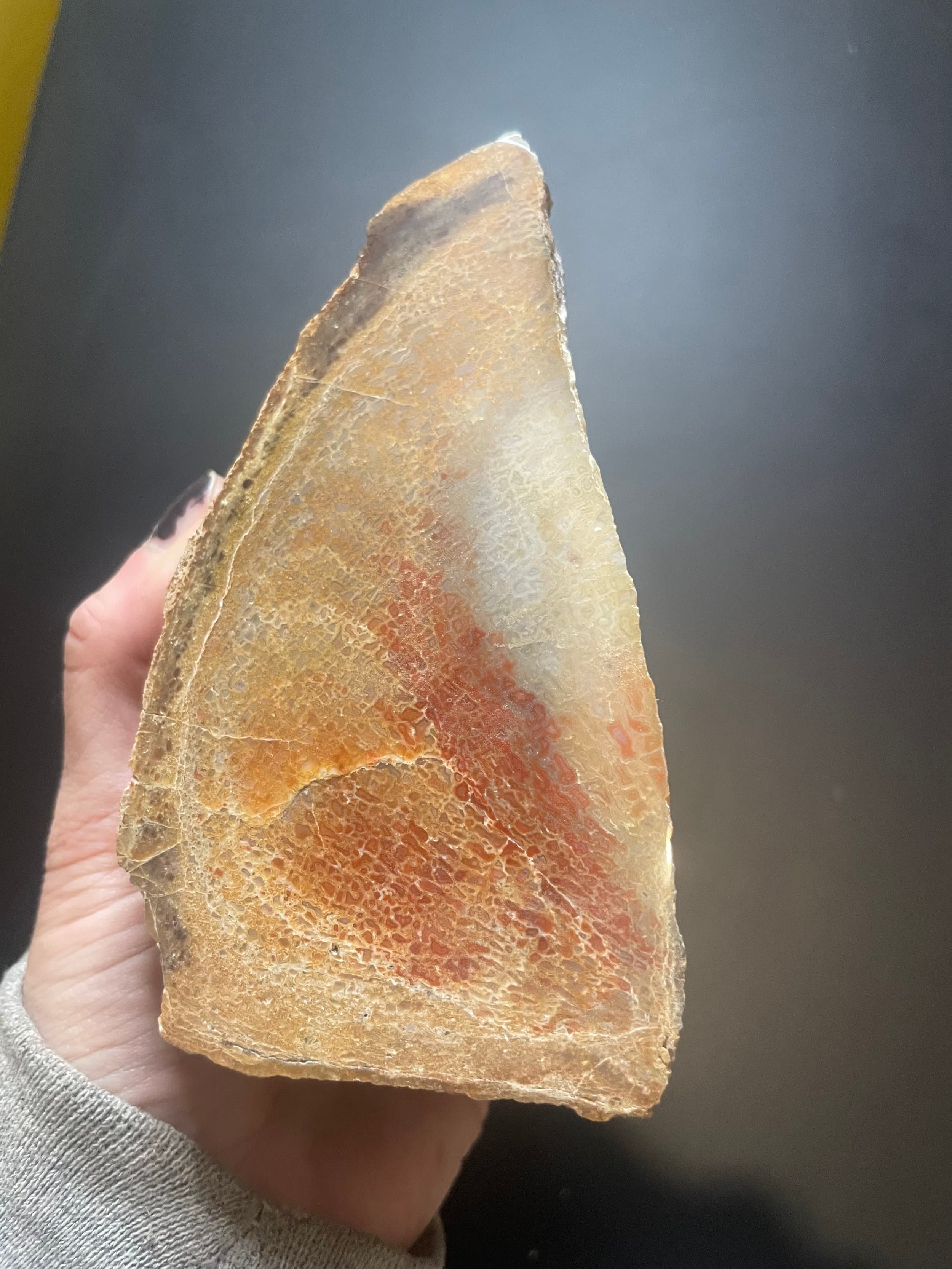Nice Glassy Polished Dinosaur Gem Bone Specimen Multicolor - Agatized Jurassic Dinosaur Bone