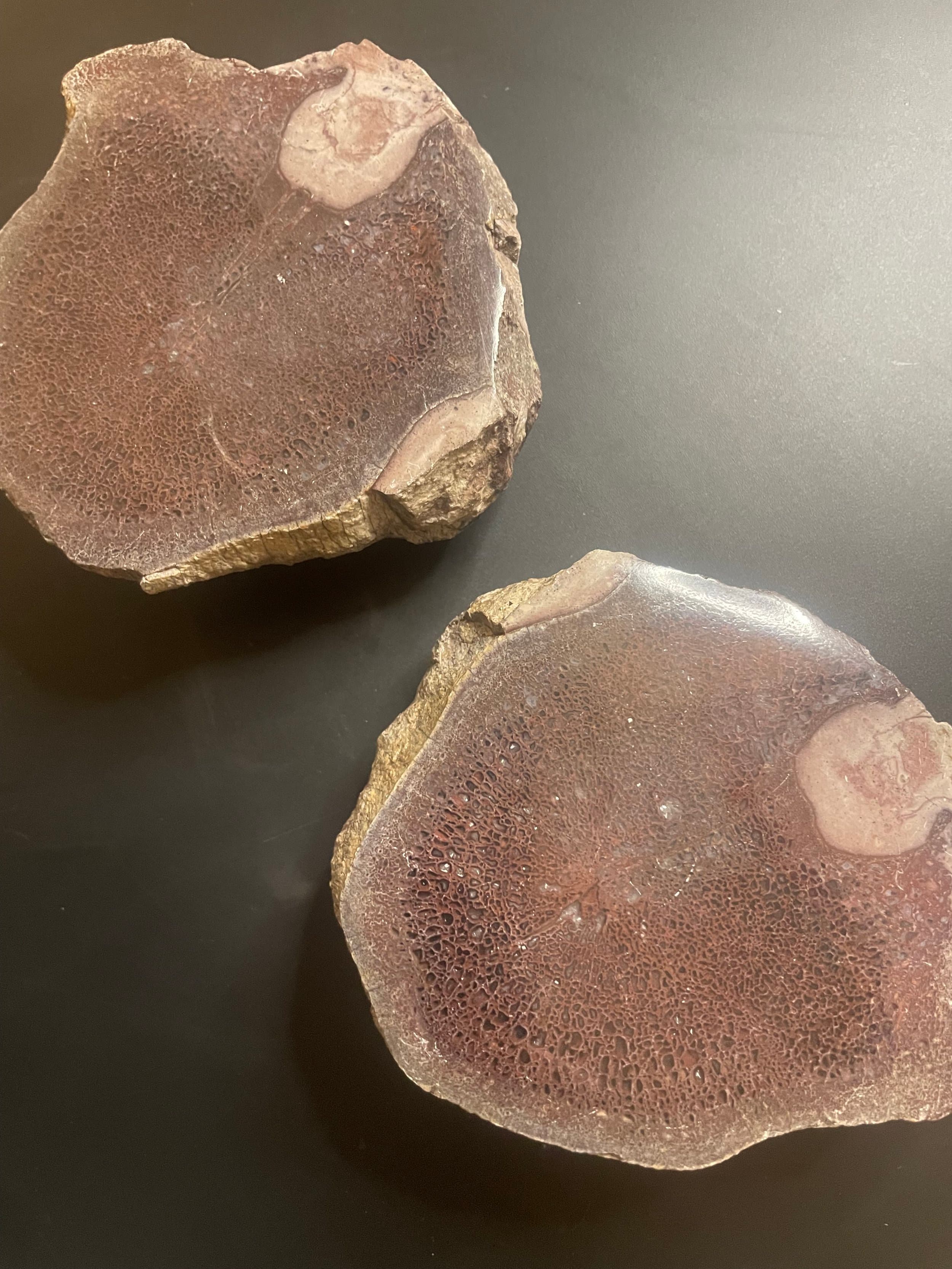 Beautiful Polished Split Vertebrae Dinosaur Gem Bone Pair 3Lb - Agatized Jurassic Dinosaur Bones