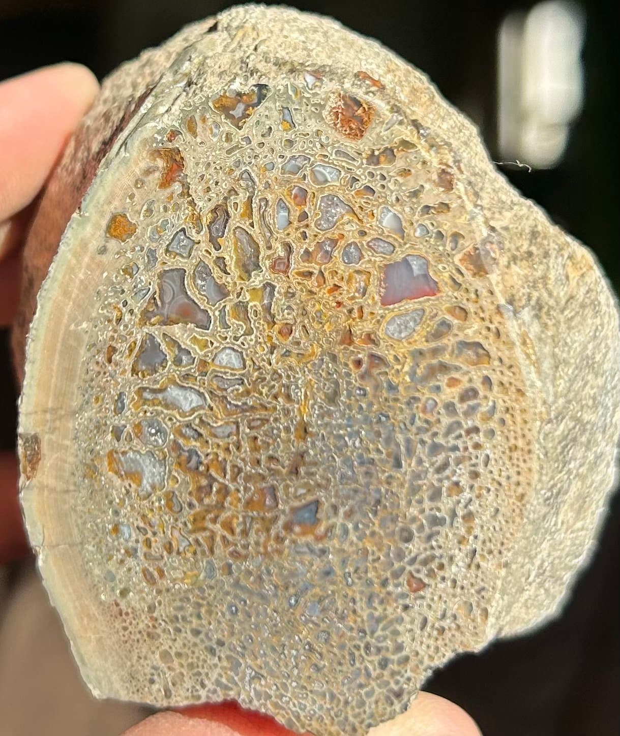 Nice Polished Agatized Multicolor Dinosaur Vertebrae Half Specimen Gem Bone Jurassic Morrison, CO