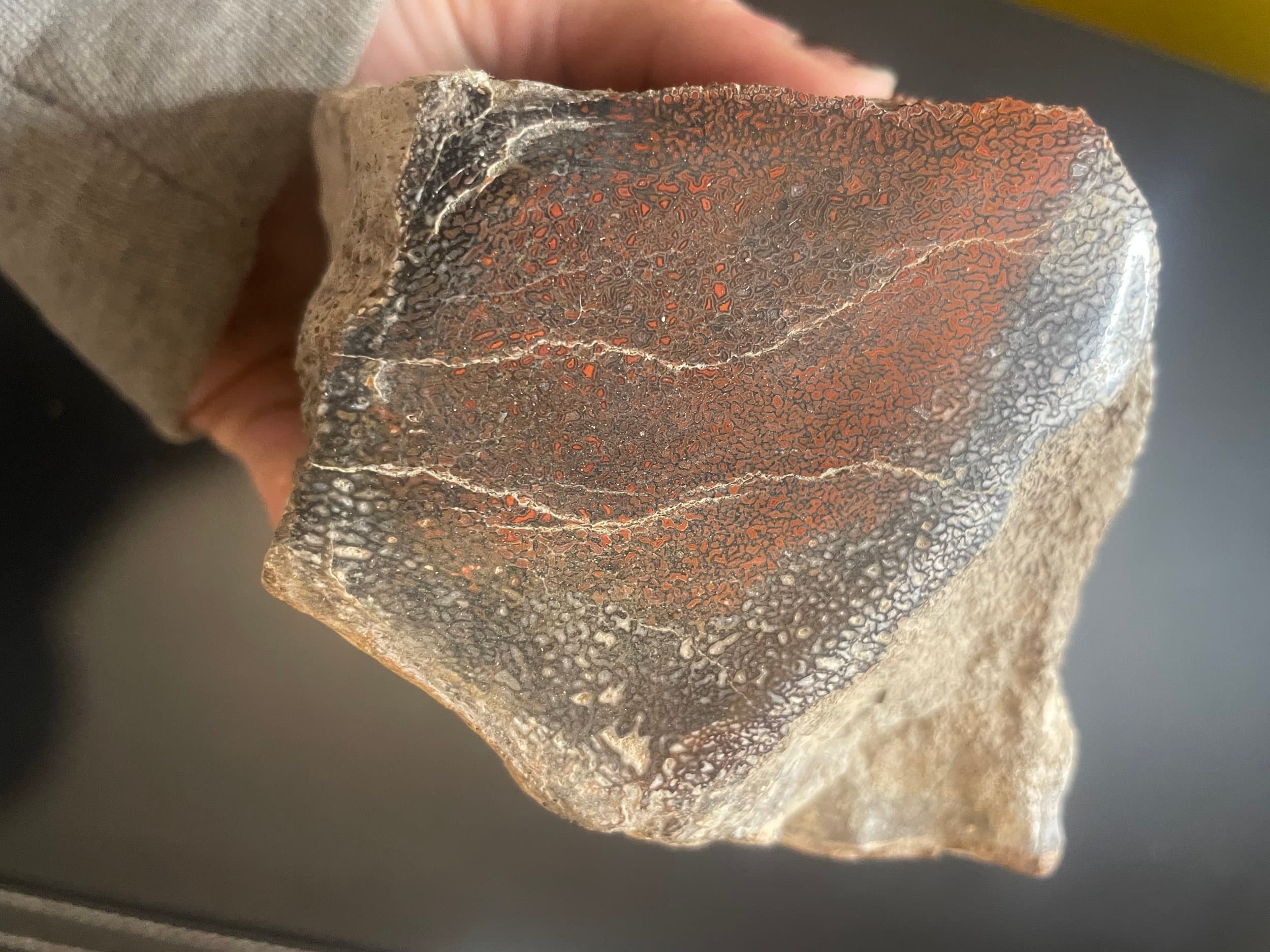 Nice Polished Dinosaur Gem Bone Specimen Multicolor 3.3Lb - Agatized Jurassic Dinosaur Bone