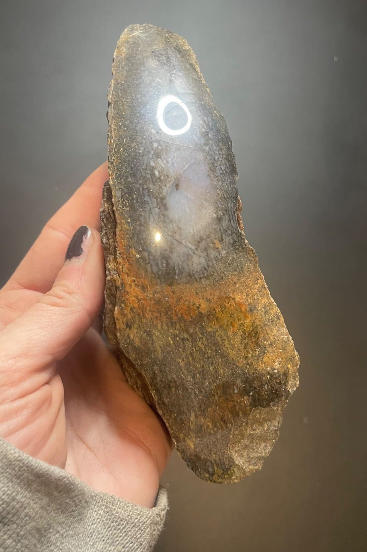 Nice Glassy Polished Dinosaur Gem Bone Specimen Multicolor 1+Lb - Agatized Jurassic Dinosaur Bone