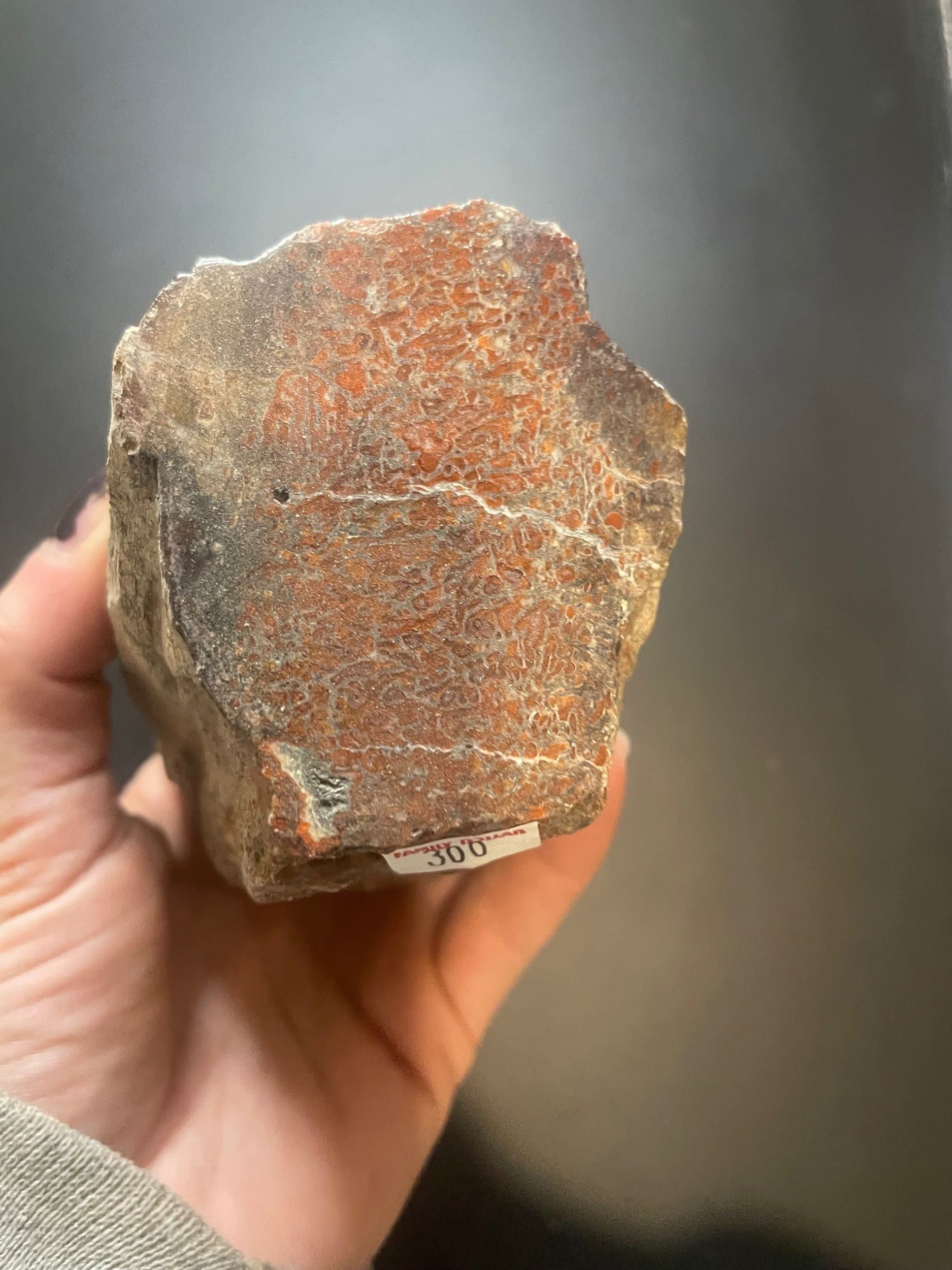 Beautiful Large Red Cell Polished Agatized Dinosaur Gem Bone 1.5Lb Morrison Jurassic