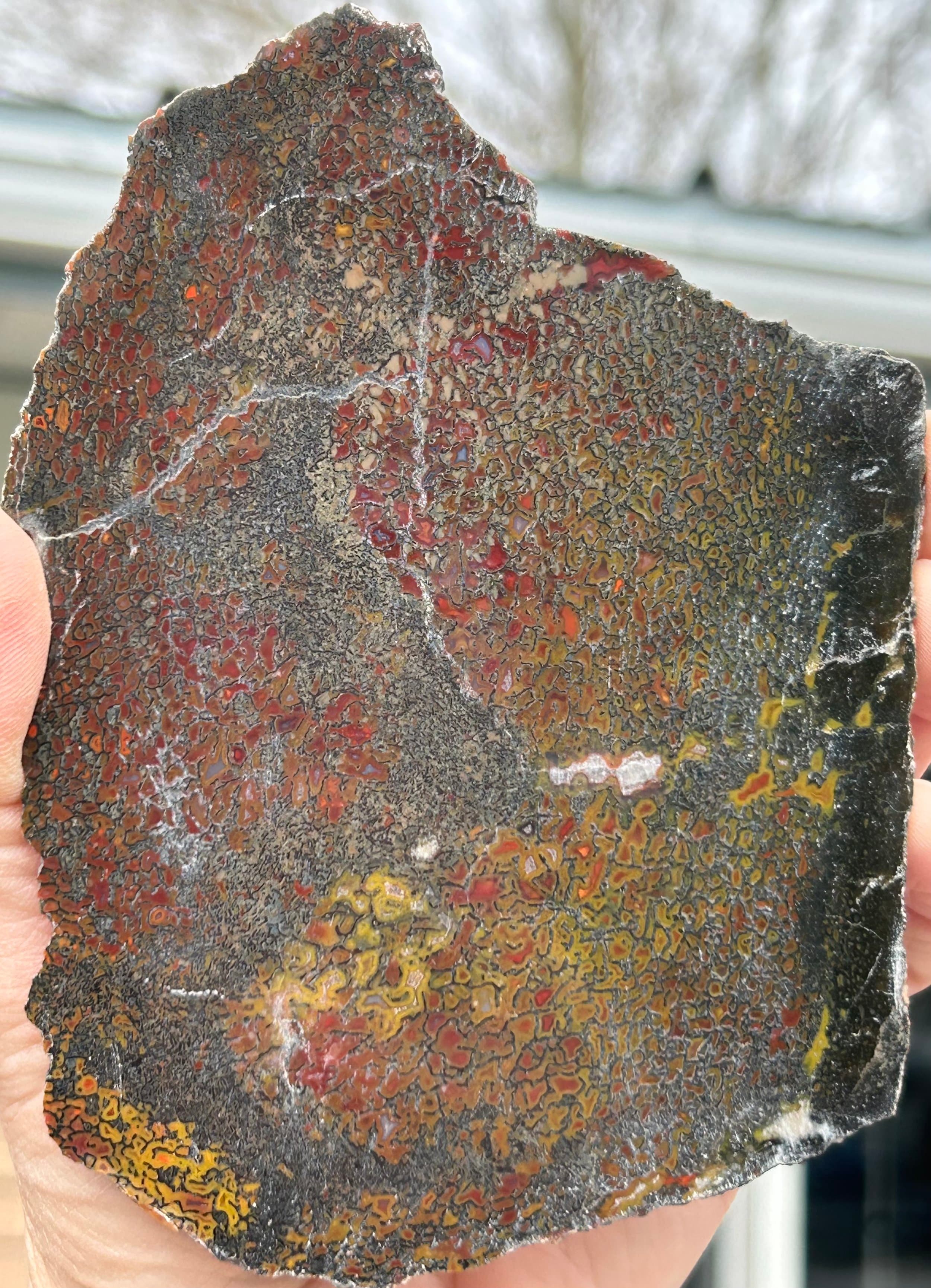 Dinosaur Gem Bone - Polished Dinosaur Bone Slab