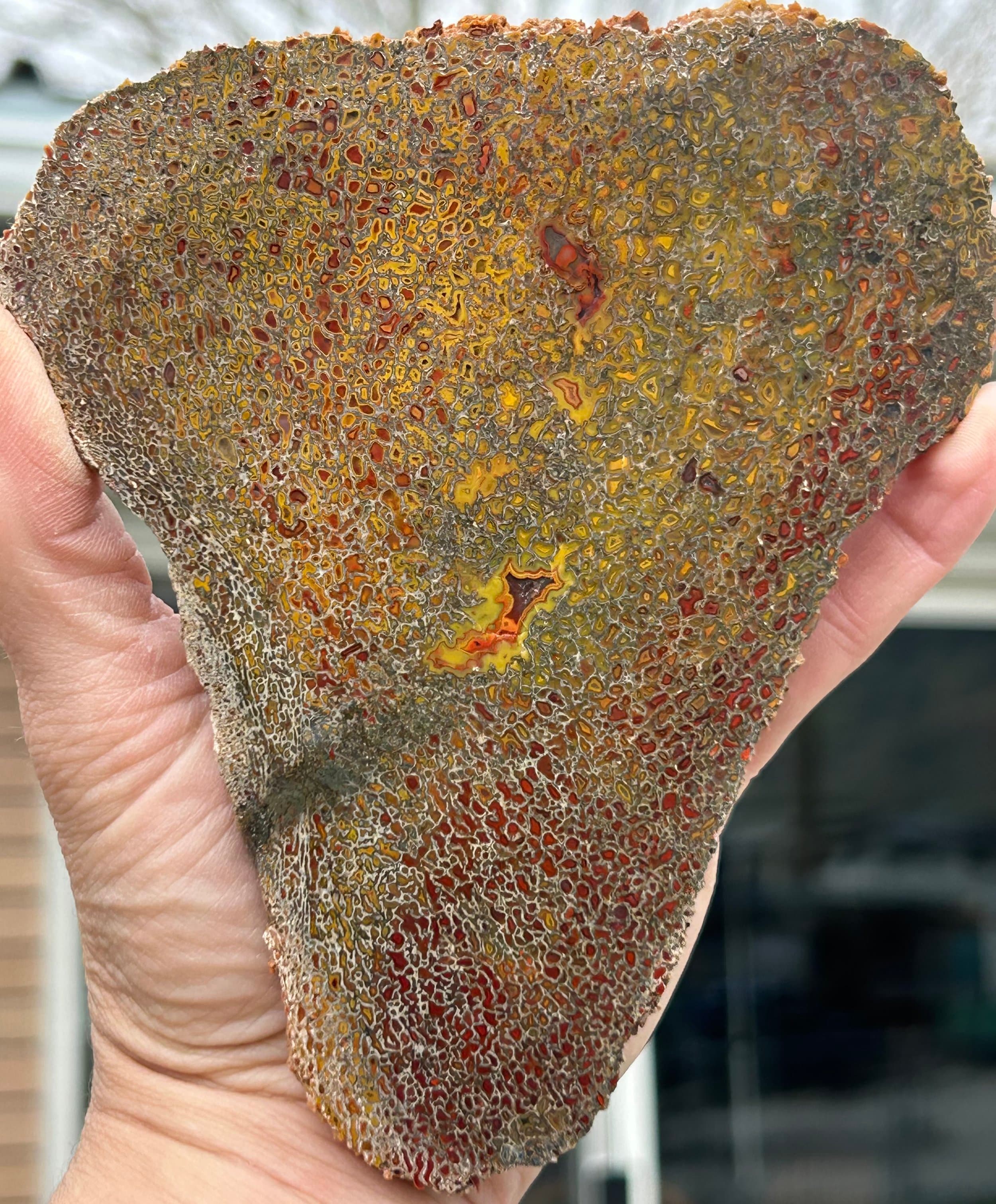 Polished Dinosaur Gem Bone - Dinosaur Bone Slab