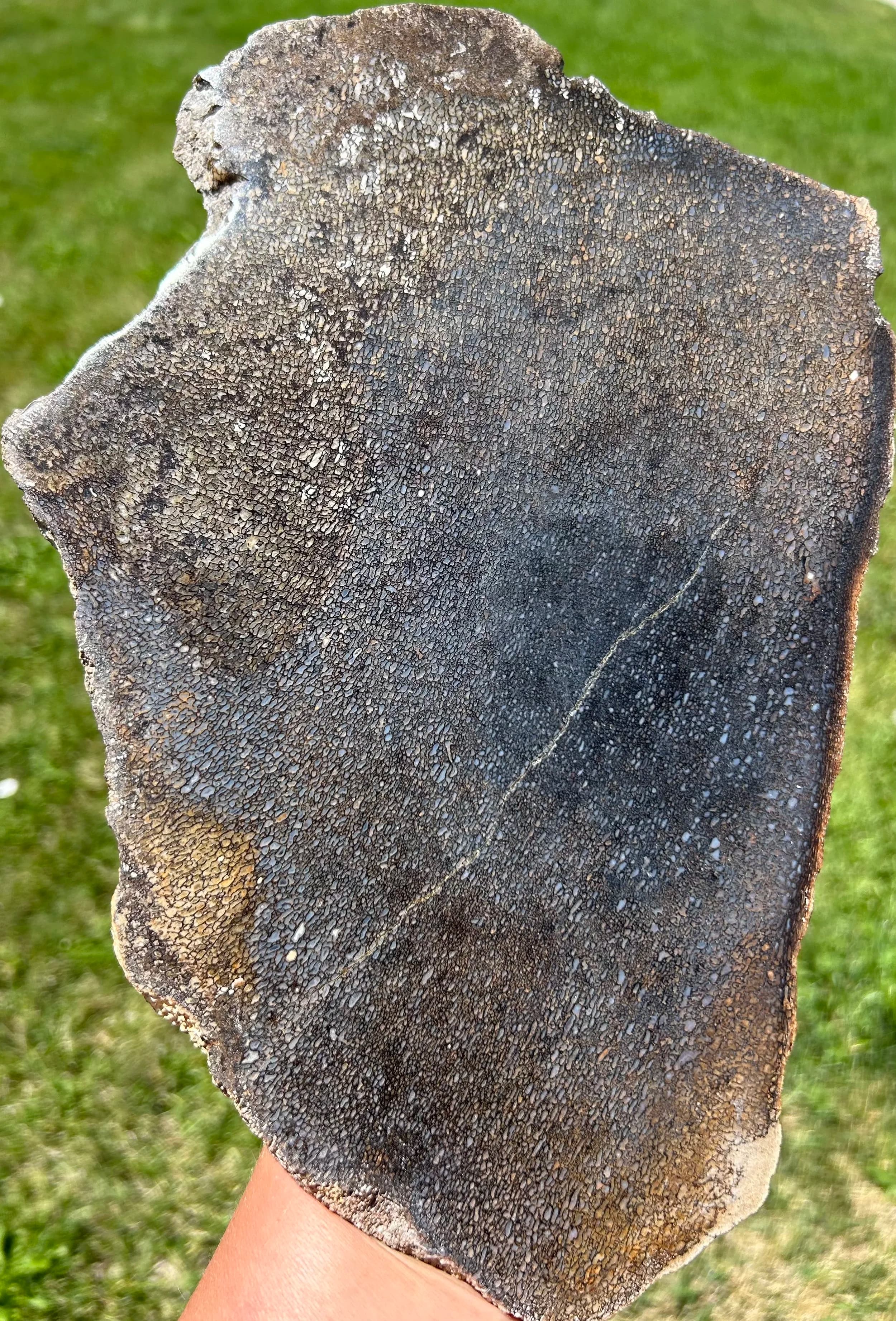 Beautiful Large Polished Blue & White Dinosaur Gem Bone Specimen 12x9"Jurassic