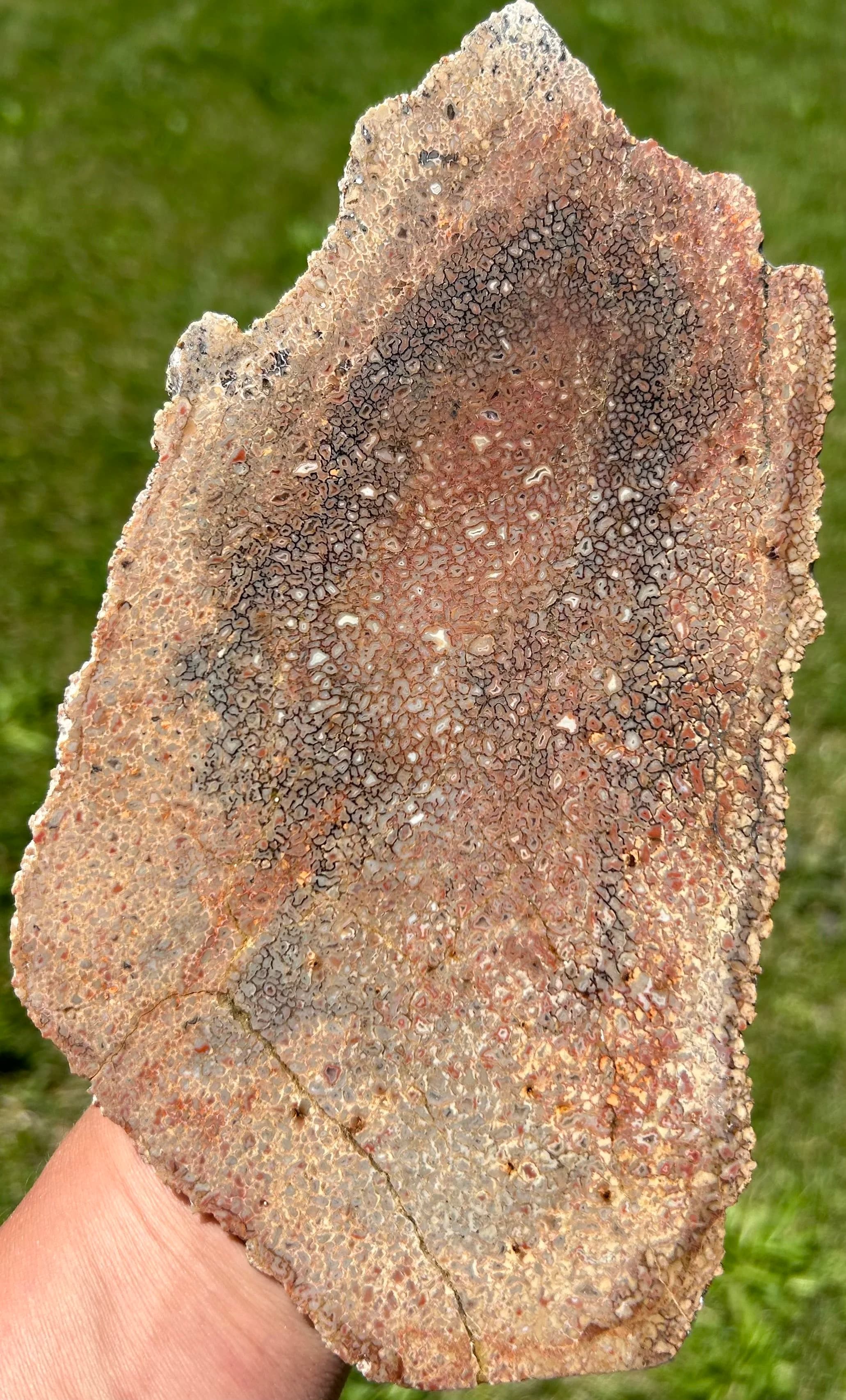 Nice Polished Agatized Dinosaur Gem Bone Slab Specimen Multicolor Jurrasic 8x4.5"