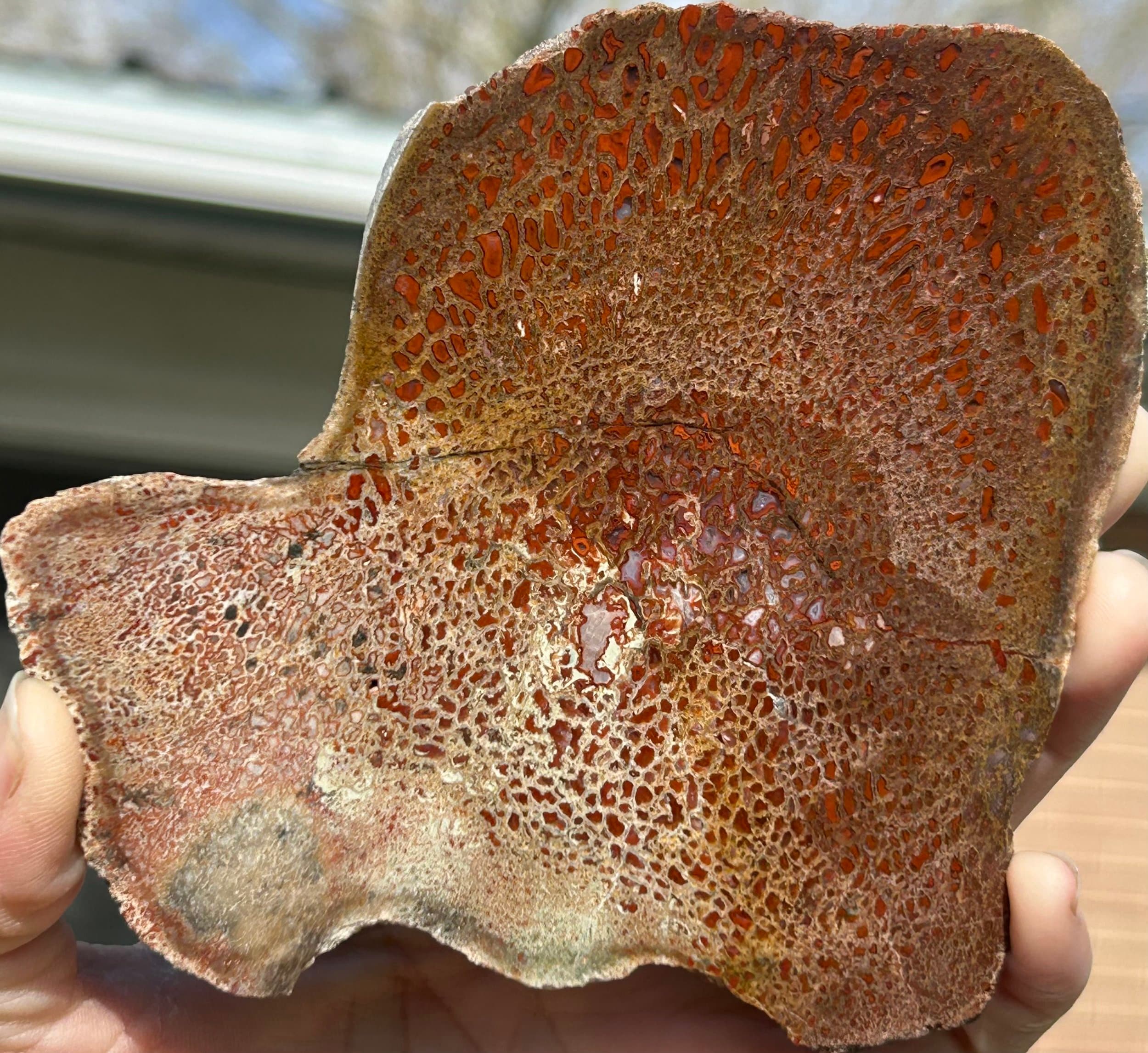 Polished Dinosaur Gem Bone Slab - Jurassic Dinosaur Bone