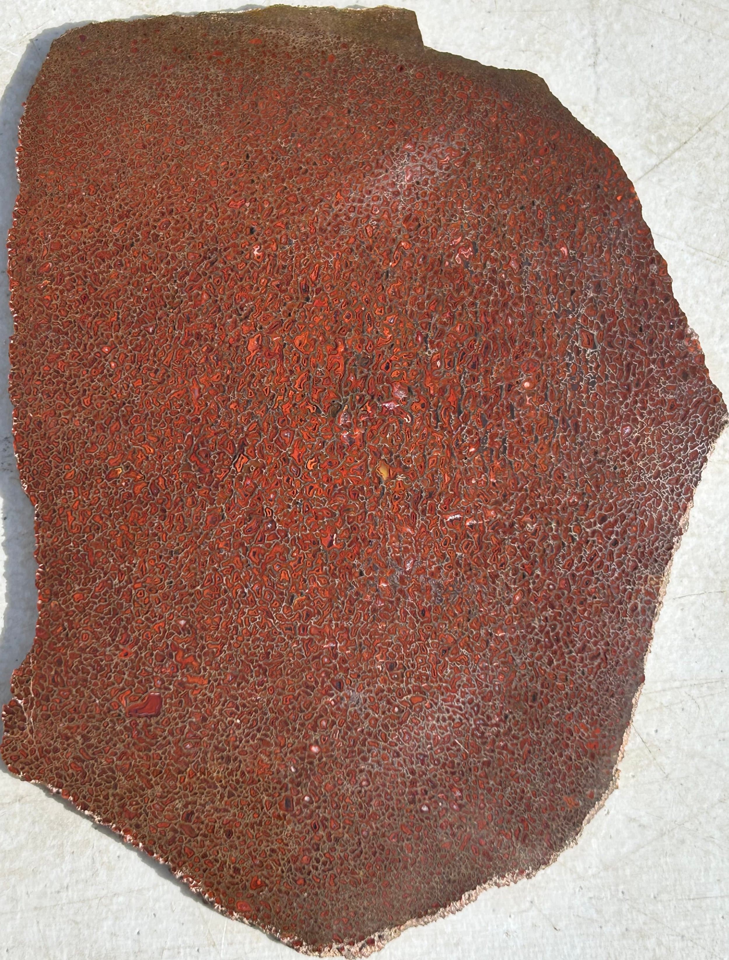 Dinosaur Gem Bone - Polished Gem Bone Slab