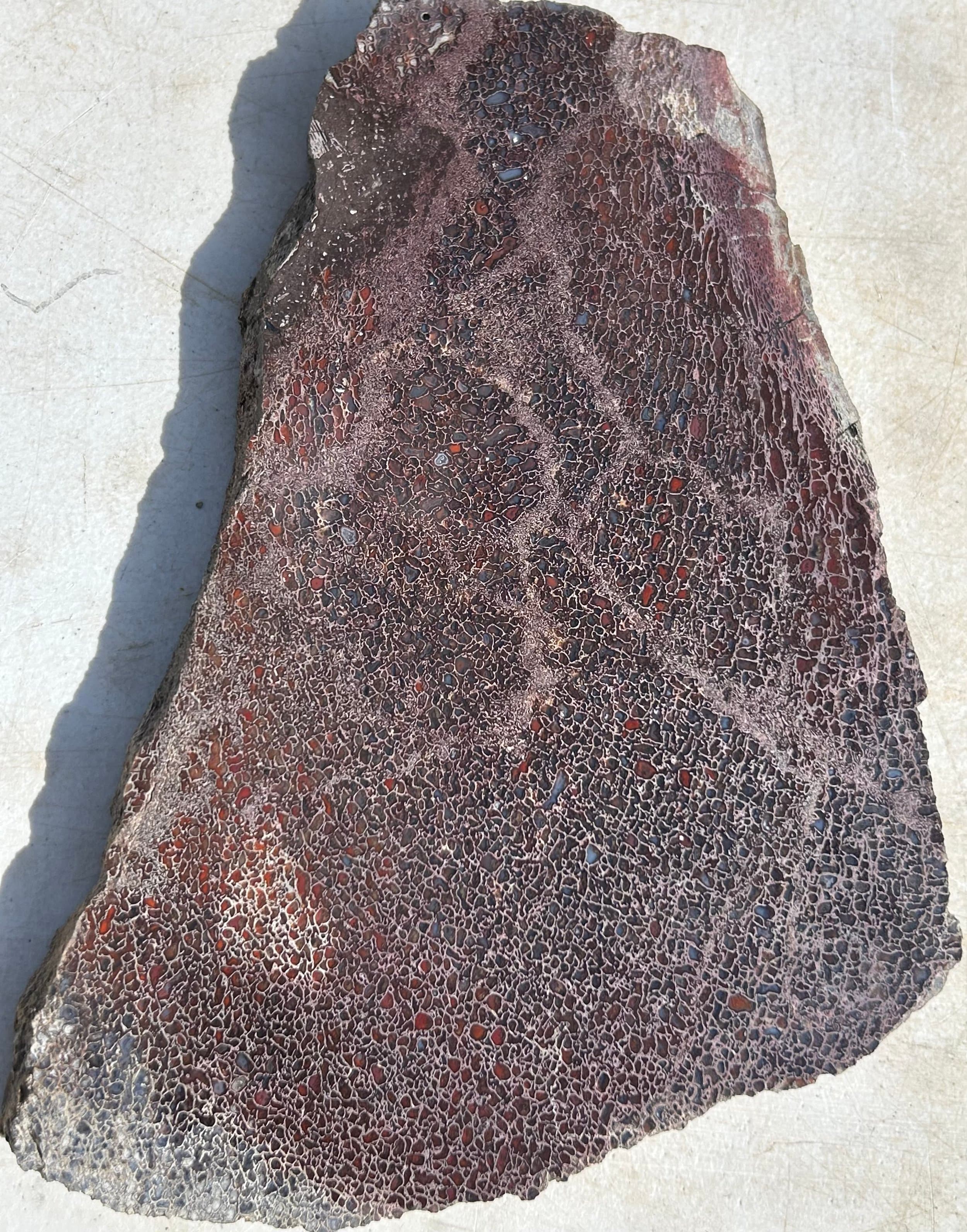 Large Dinosaur Gem Bone Slab - Polished Gem Bone