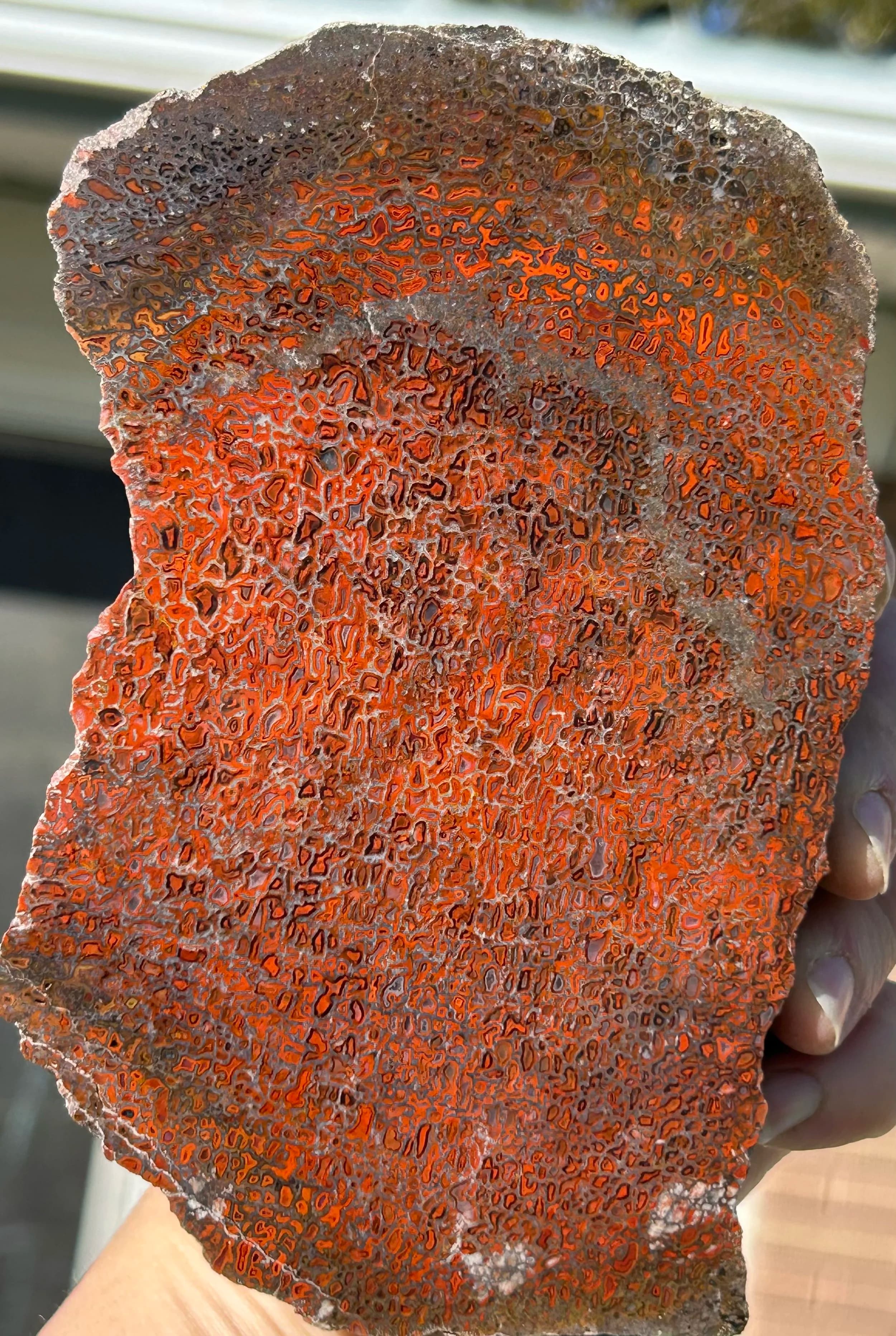 Red Dinosaur Gem Bone Slab - Stabilized