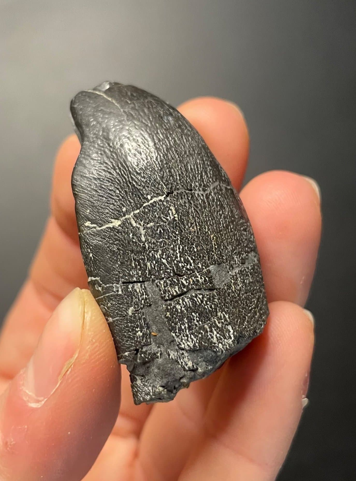 Nice Large Camarasaurus Tooth Fossil 1.75" Specimen Morrison Jurassic, CO
