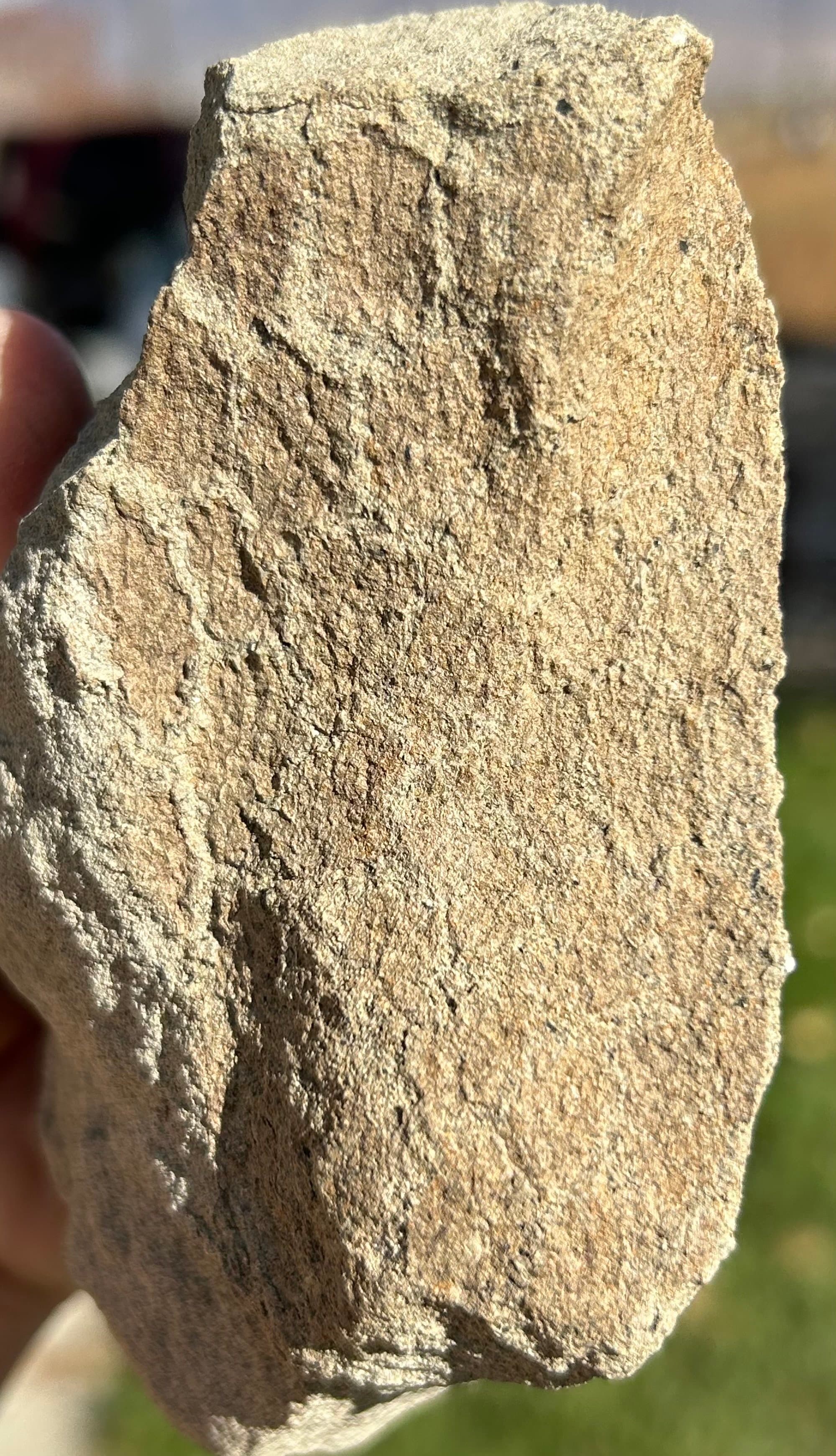 Incredible Rare Edmontosaurus Skin Impression in Host Matrix Hell Creek, Montana
