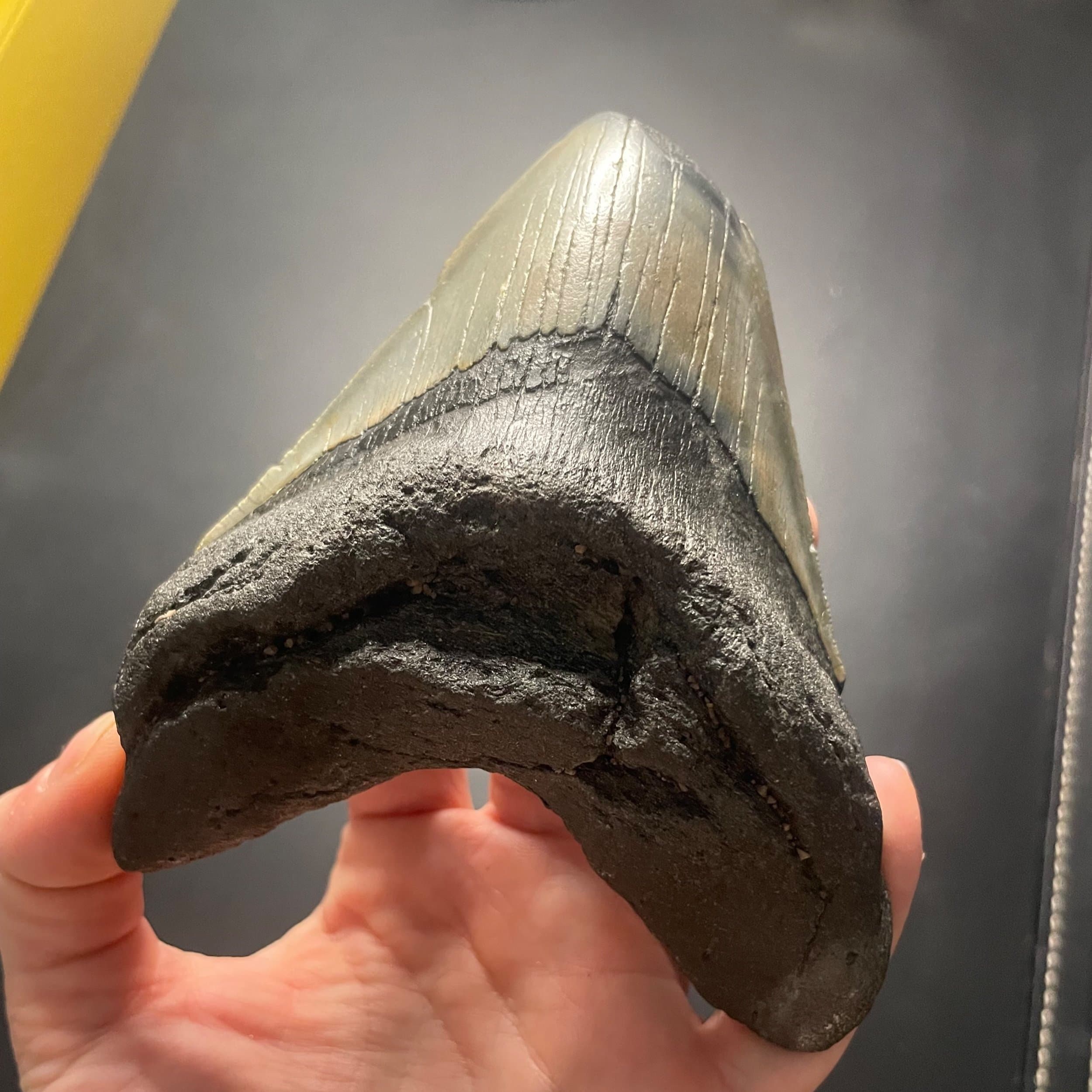Beautiful Large 5" Megalodon Tooth Fossil Natural East Coast U.S.