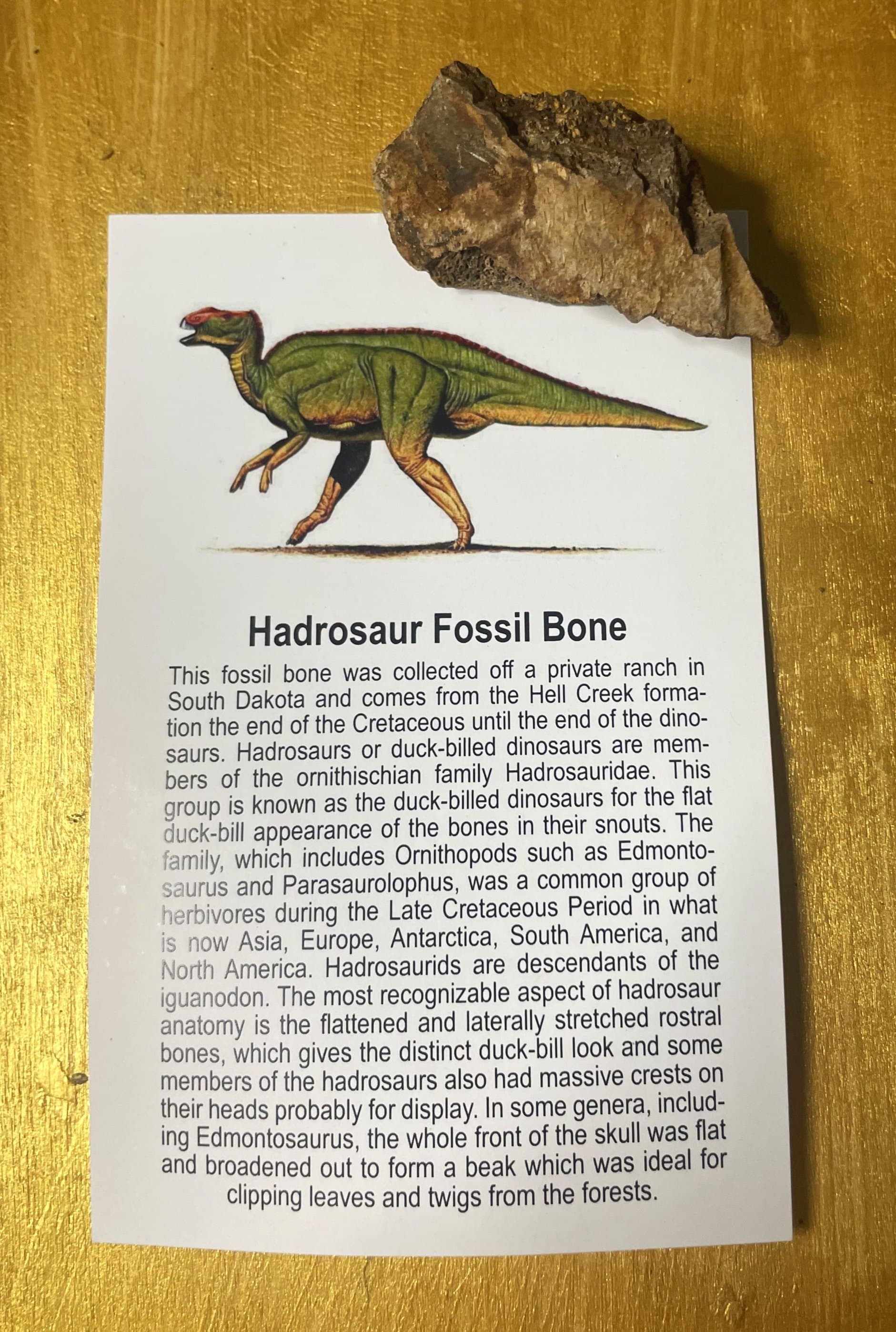 Large Hadrosaur Fossil Specimen w/Educational card (Bagged)