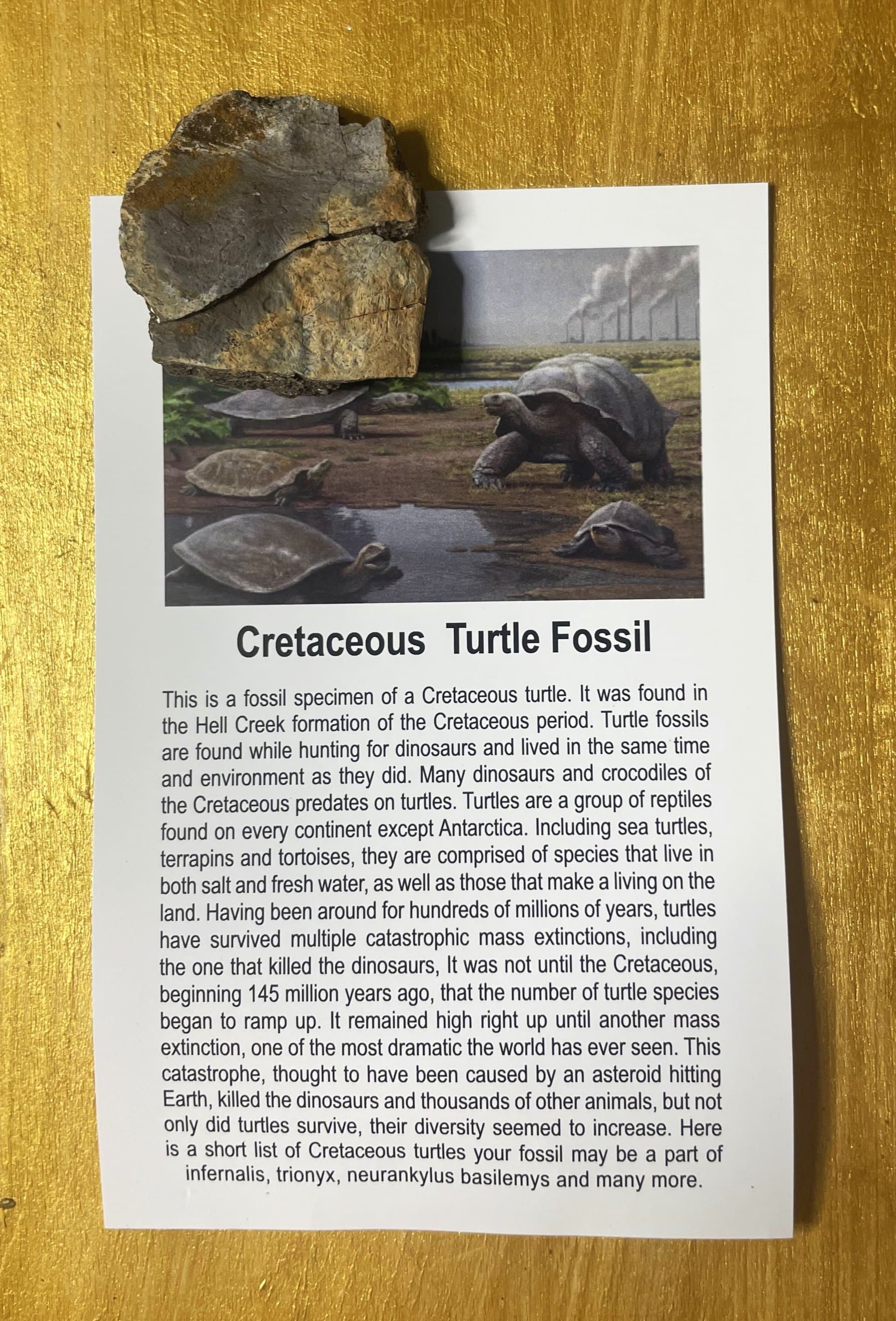 Regular Cretaceous Turtle Fossil Specimen w/Educational Card (Bagged)