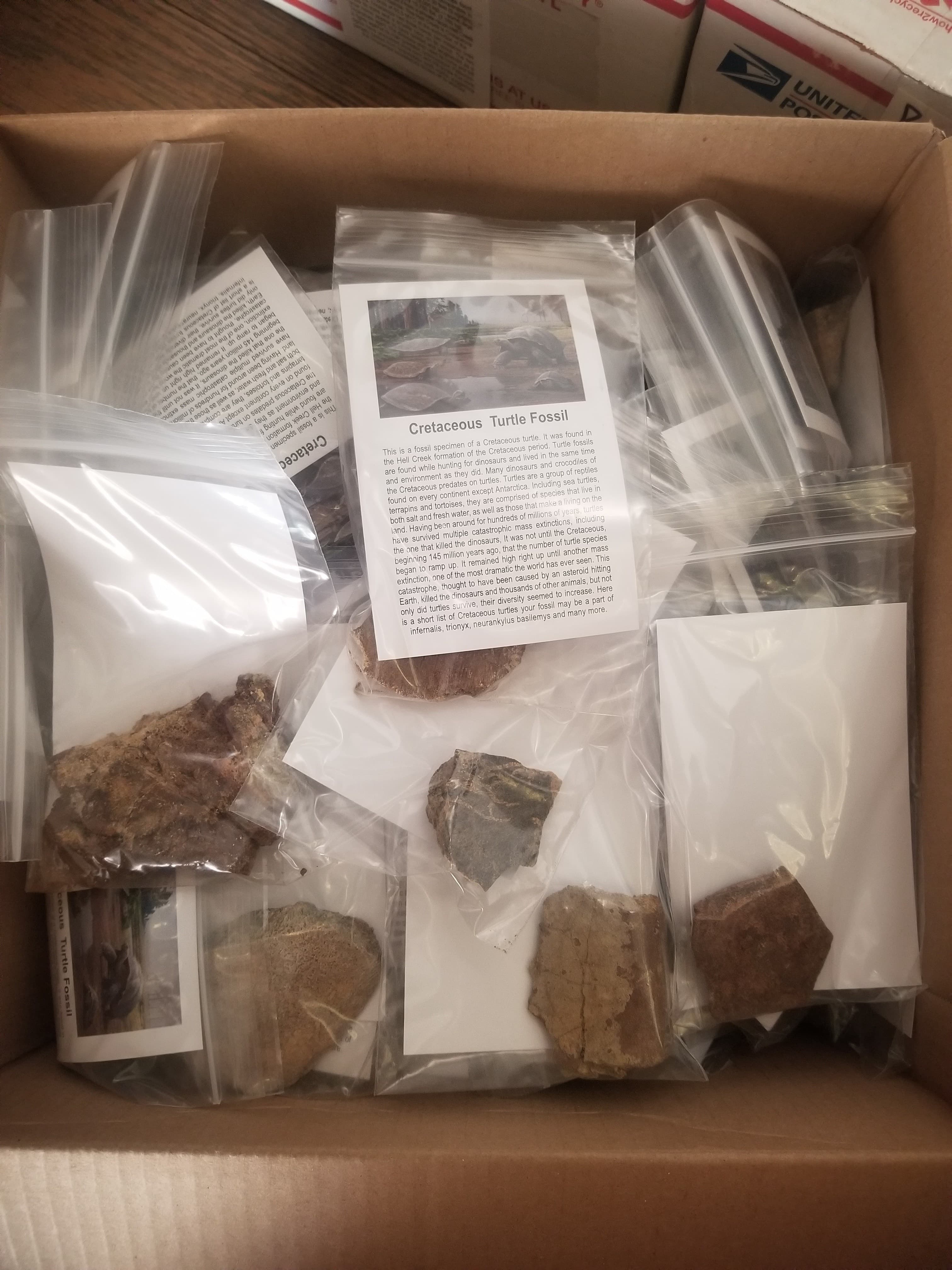 Wholesale -Box of 100* Large Cretaceous Turtle Fossil Specimen w/Educational Card (Bagged)