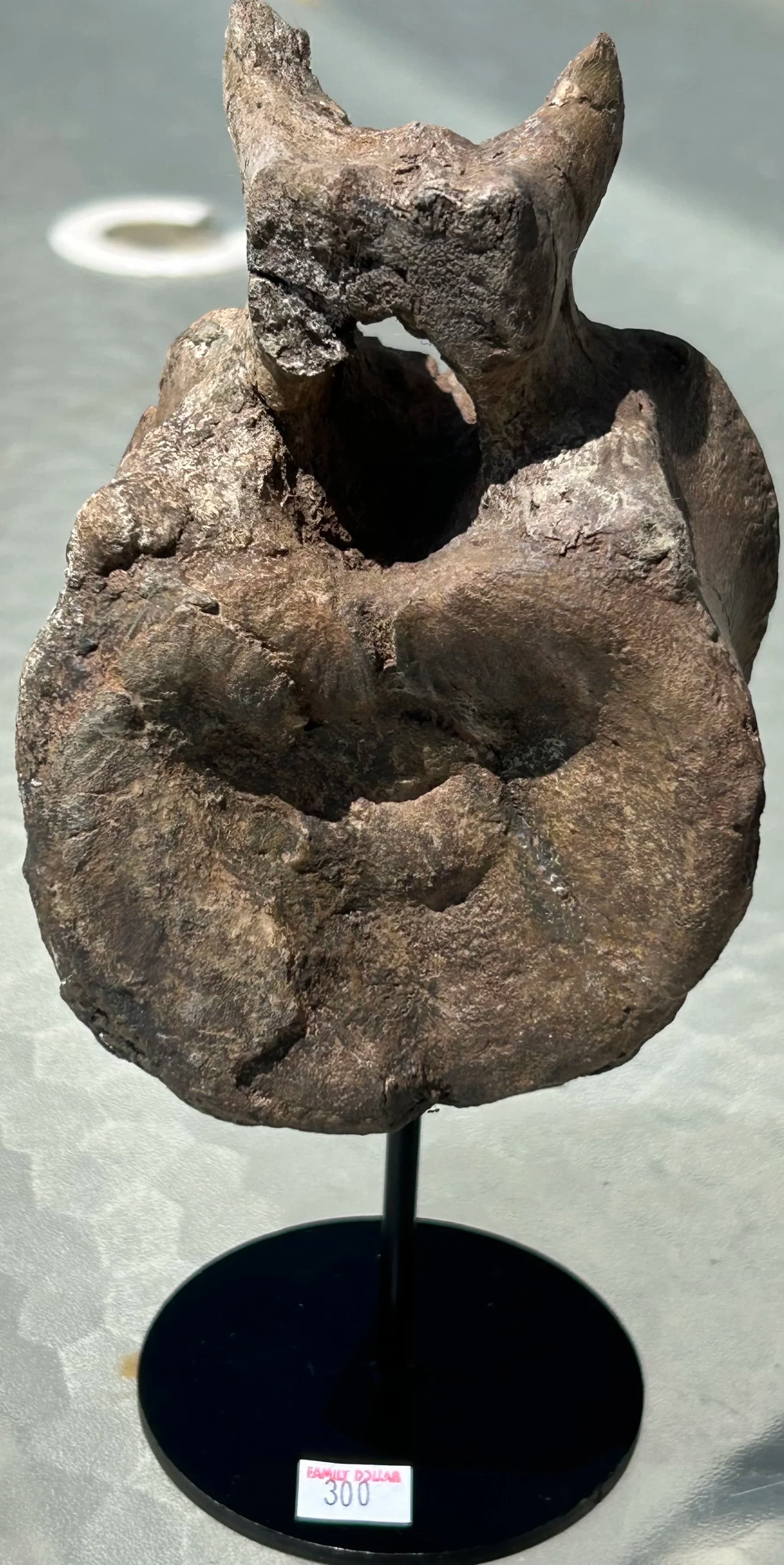 Beautiful Hadrosaur Vertebrae Fossil Specimen Cretaceous Hell Creek MT - Stand Included