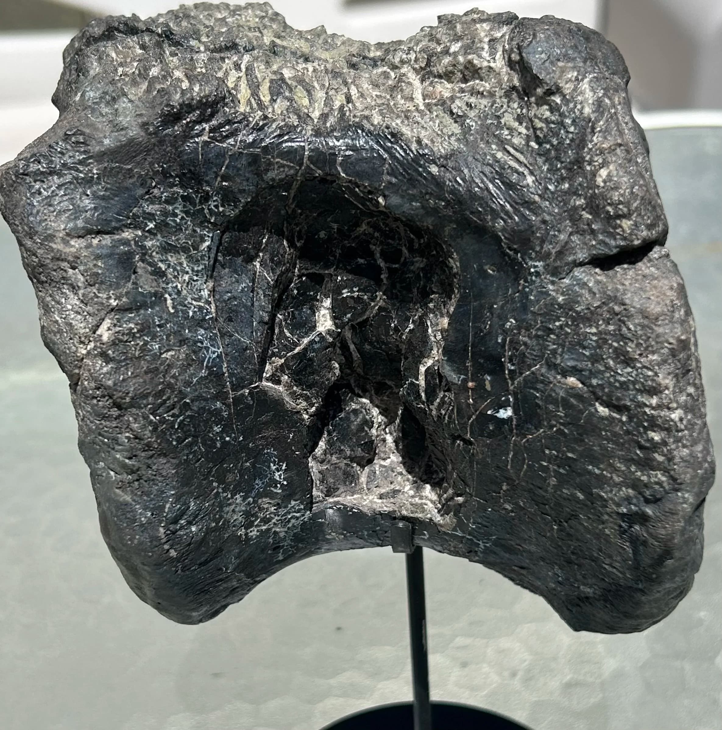 Beautiful Large Torvosaurus "Savage Lizard" Vertebrae Fossil Specimen Morrison Jurassic CO - Stand Included
