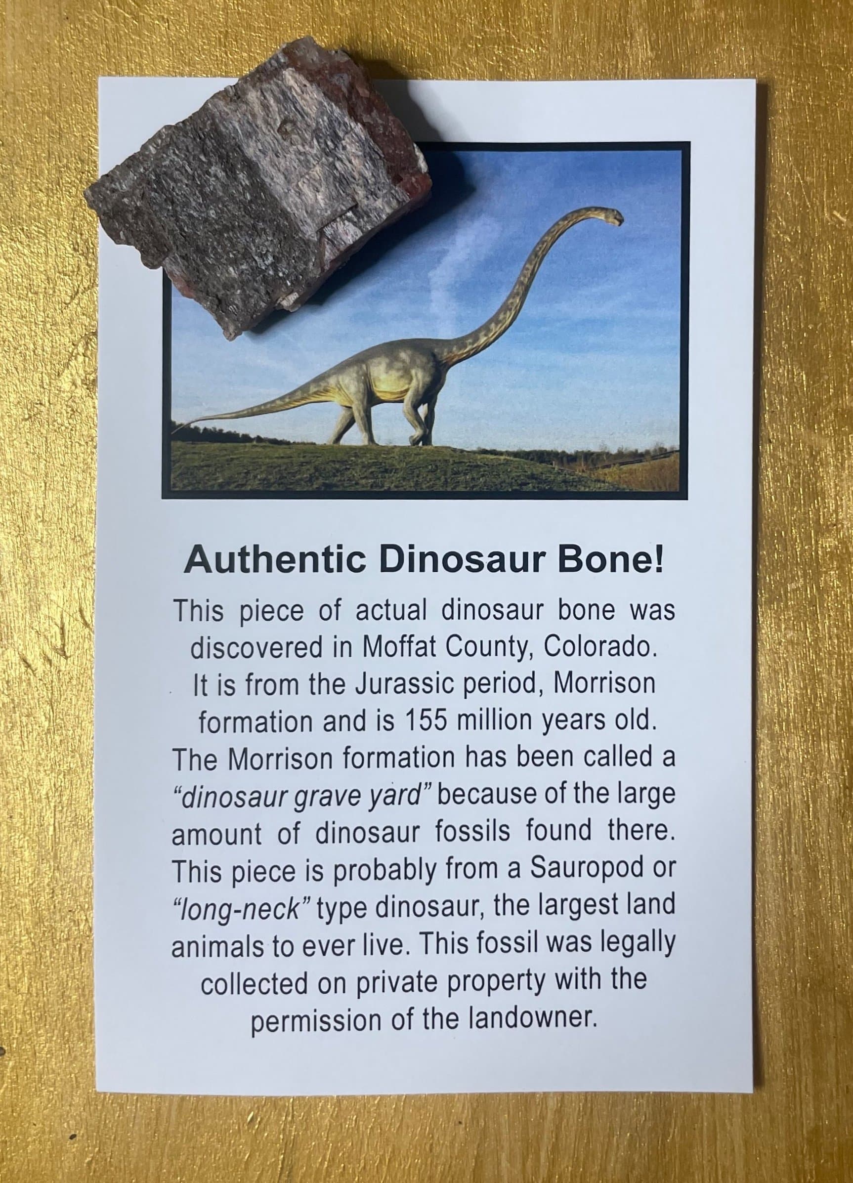 Regular Authentic Jurassic Dinosaur Bone Fossil Specimen w/Educational Card (Bagged)