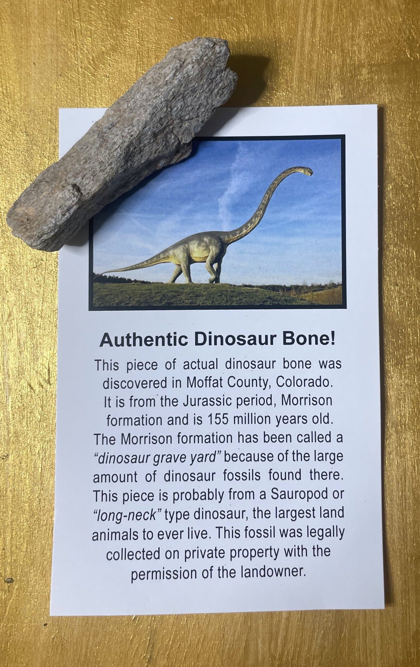 Large Authentic Jurassic Dinosaur Bone Fossil Specimen w/Educational Card (Bagged)