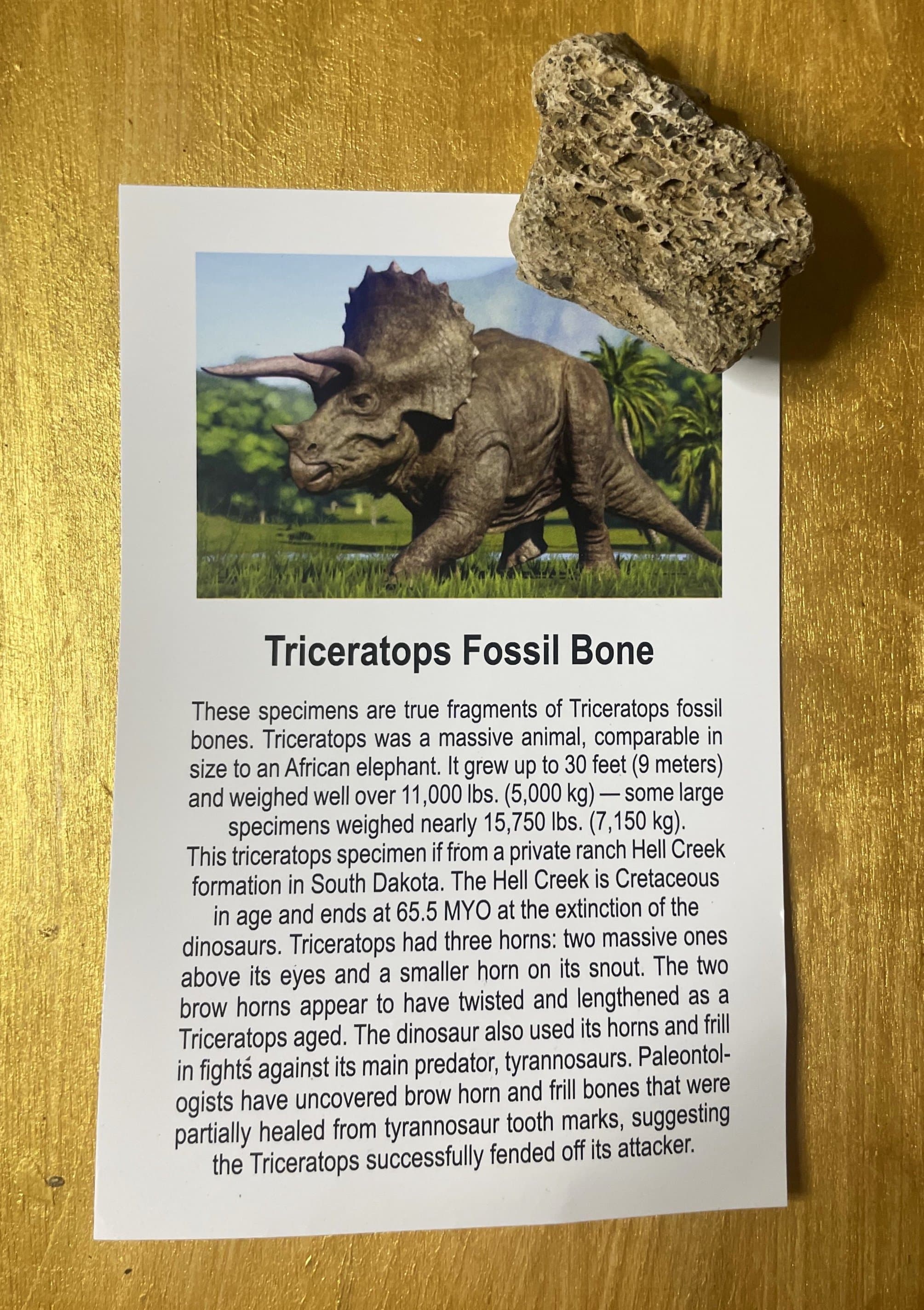 Large Triceratops Bone Fossil Specimen w/Educational card (Bagged)