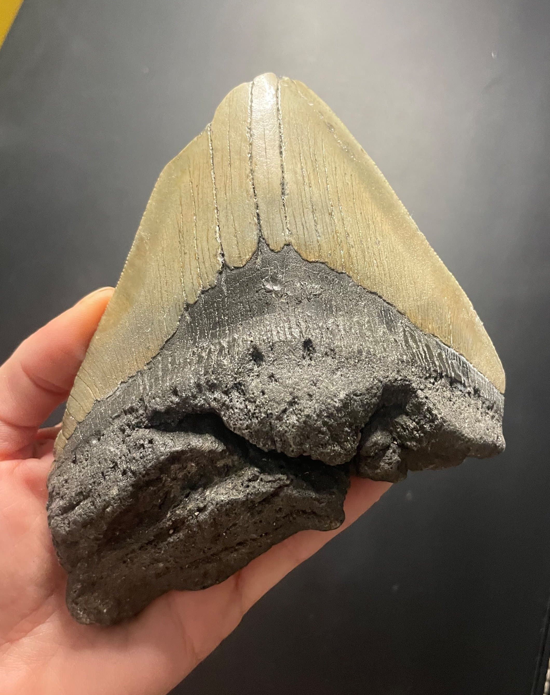 Beautiful Large 6" Megalodon Tooth Fossil Natural East Coast U.S.