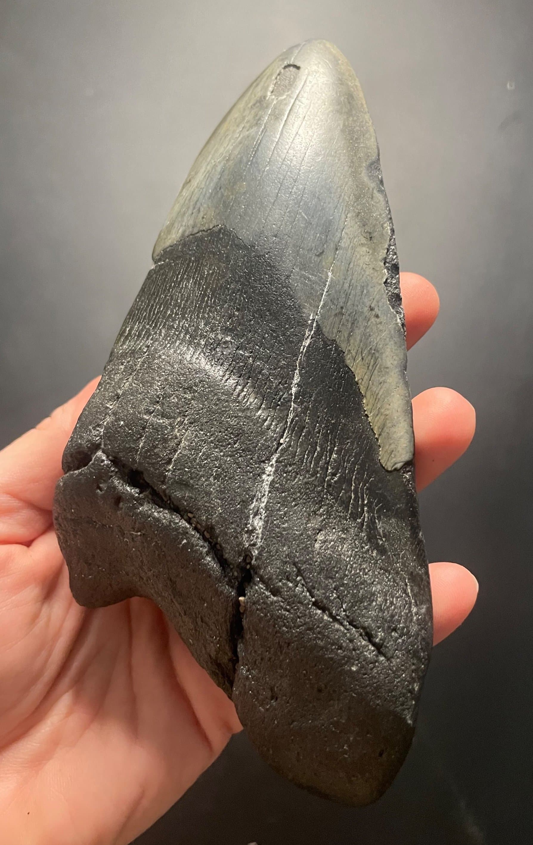 Beautiful Large 6" Megalodon Tooth Fossil Natural East Coast U.S.