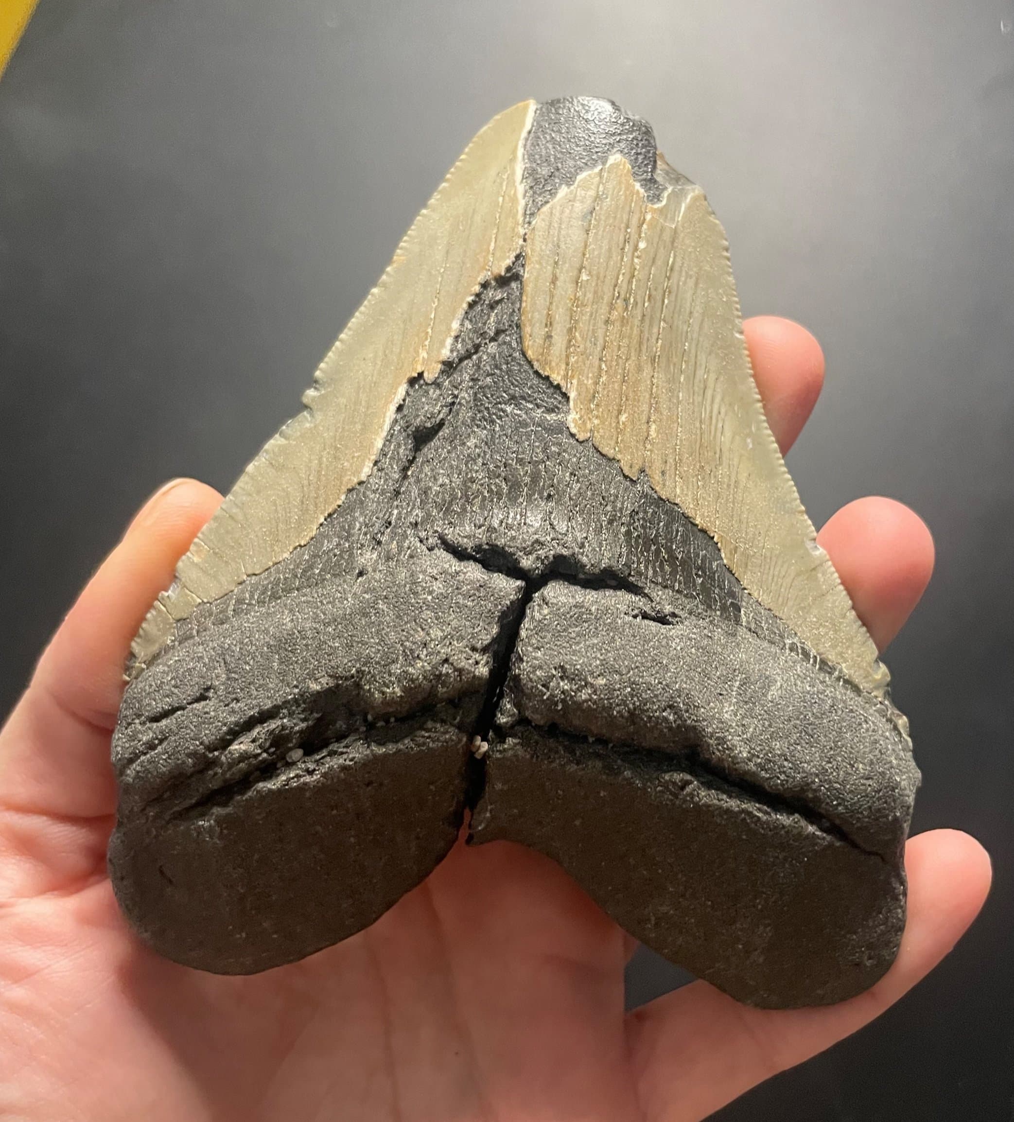 Beautiful Large 4.5" Megalodon Tooth Fossil Natural East Coast U.S.