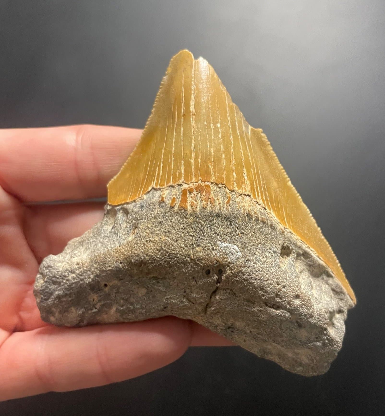 Beautiful 3" Megalodon Tooth Fossil Natural East Coast U.S.