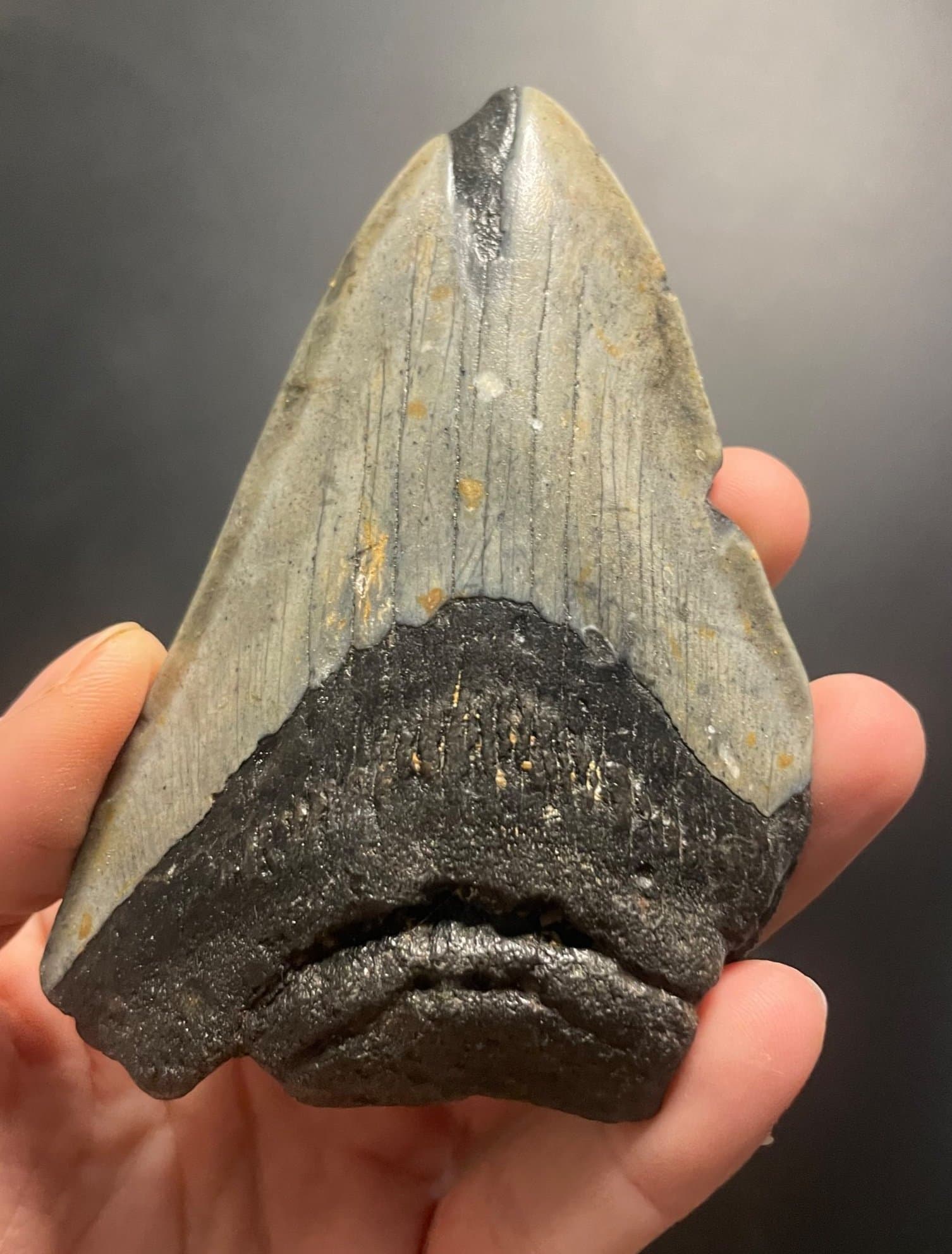 Megalodon Tooth Fossil - 3.75"