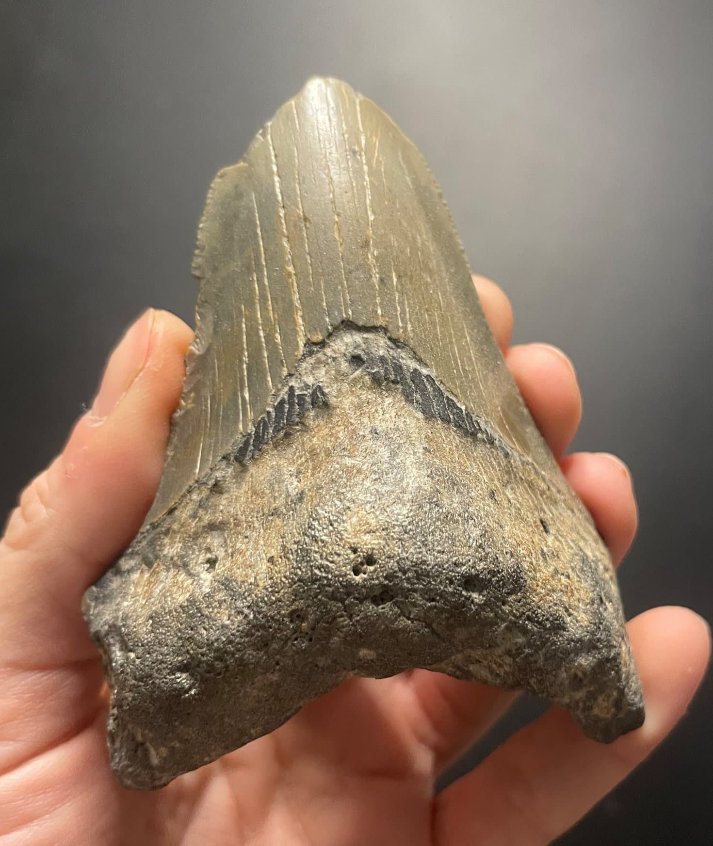 Beautiful Large 3.75" Megalodon Tooth Fossil Natural East Coast U.S.