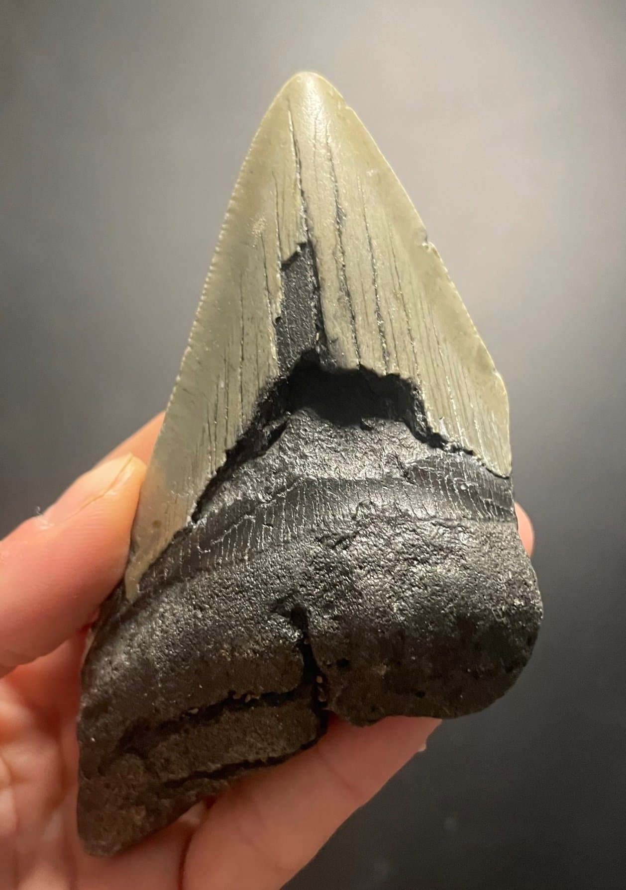 Megalodon Tooth Fossil - 4"