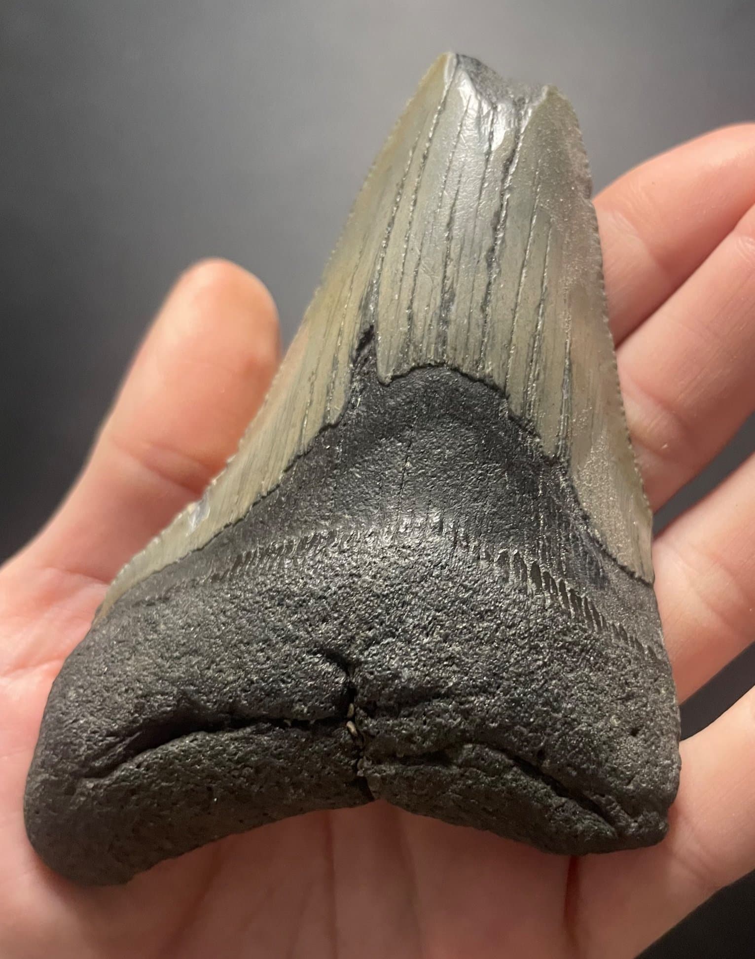 Megalodon Tooth Fossil - 4"