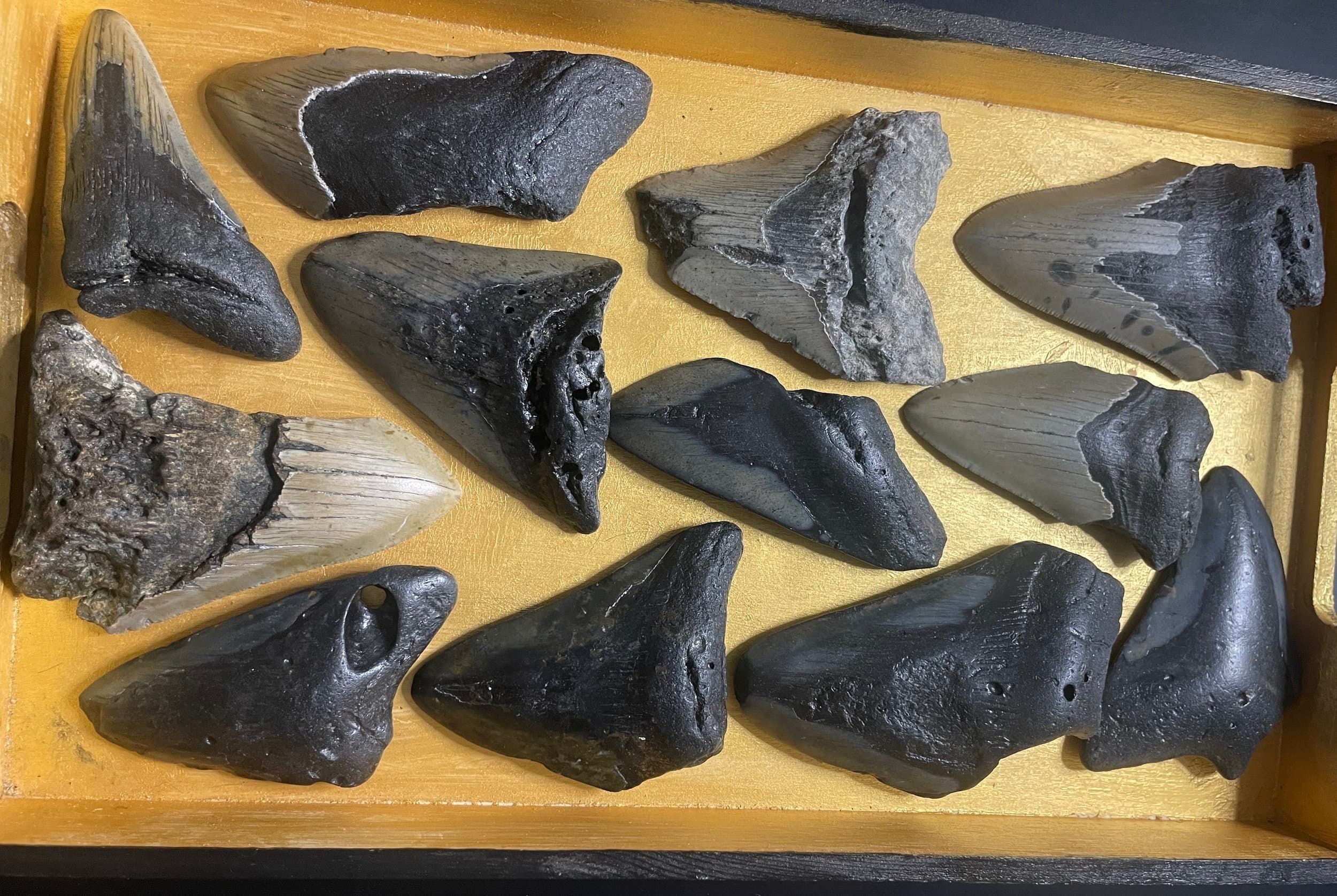 Nice Megalodon Teeth Wholesale Flat - 4 lbs. (10-20 Pieces)