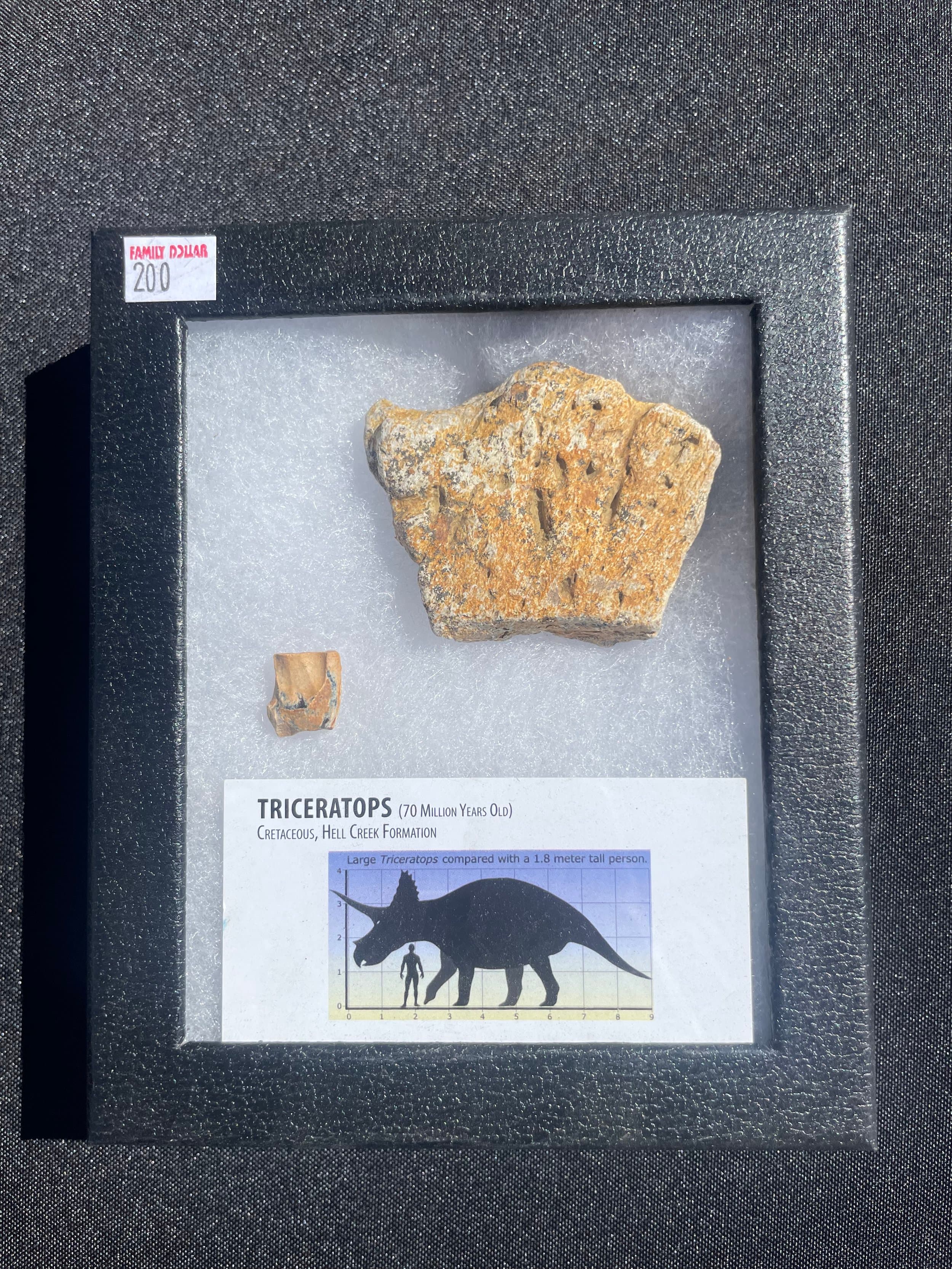Nice Defined Triceratops Frill & Tooth Specimen in Ryker Hell Creek MT