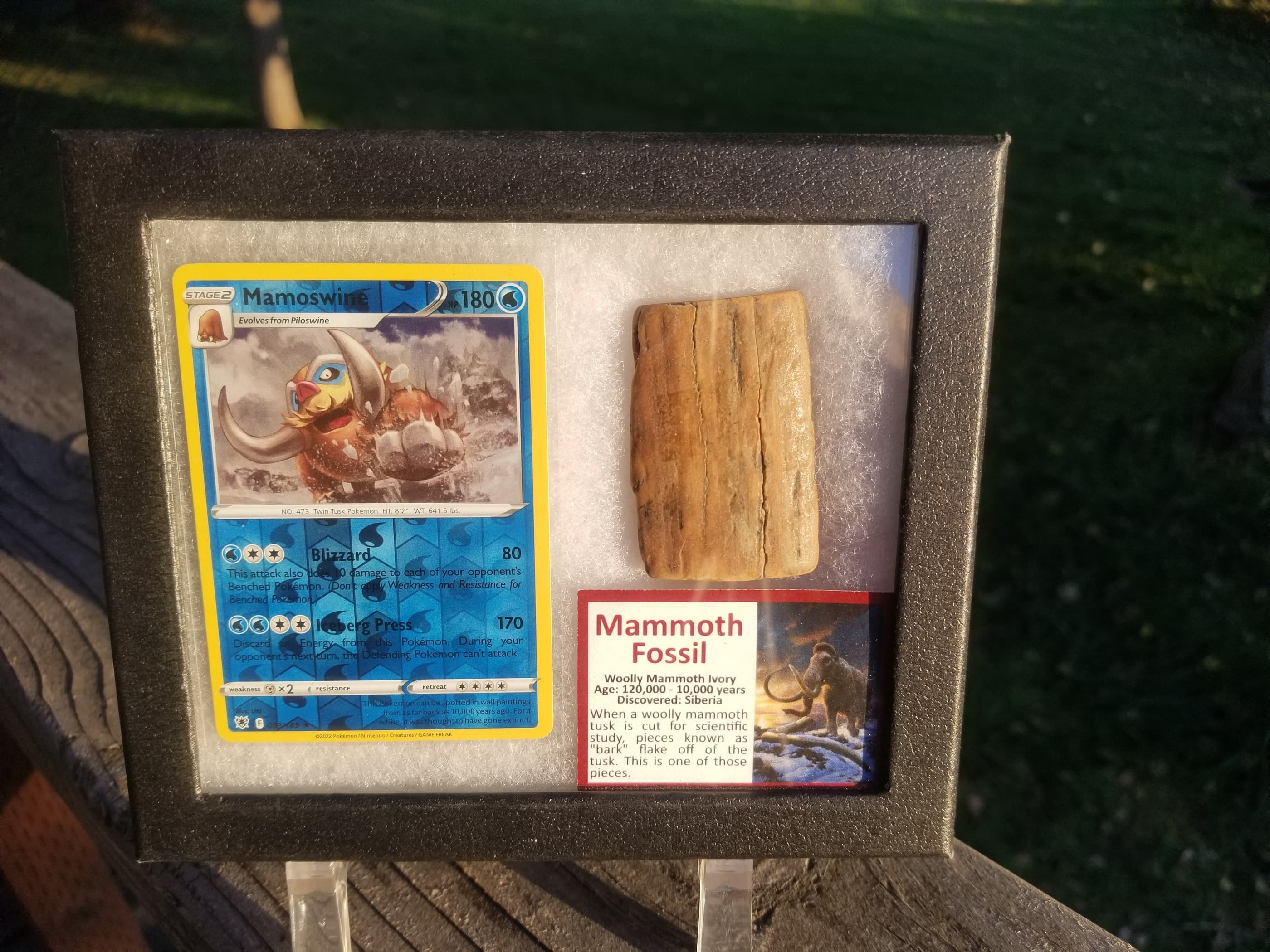 Pokemon Card Display w/Fossil Correlated to Card