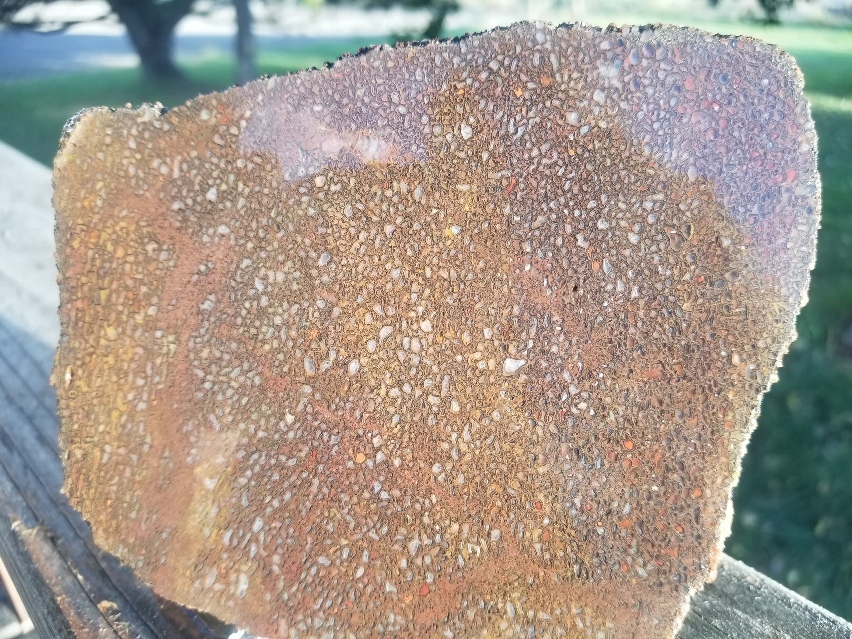 Large Multicolor Agatized Dinosaur Gem Bone Slab 276g