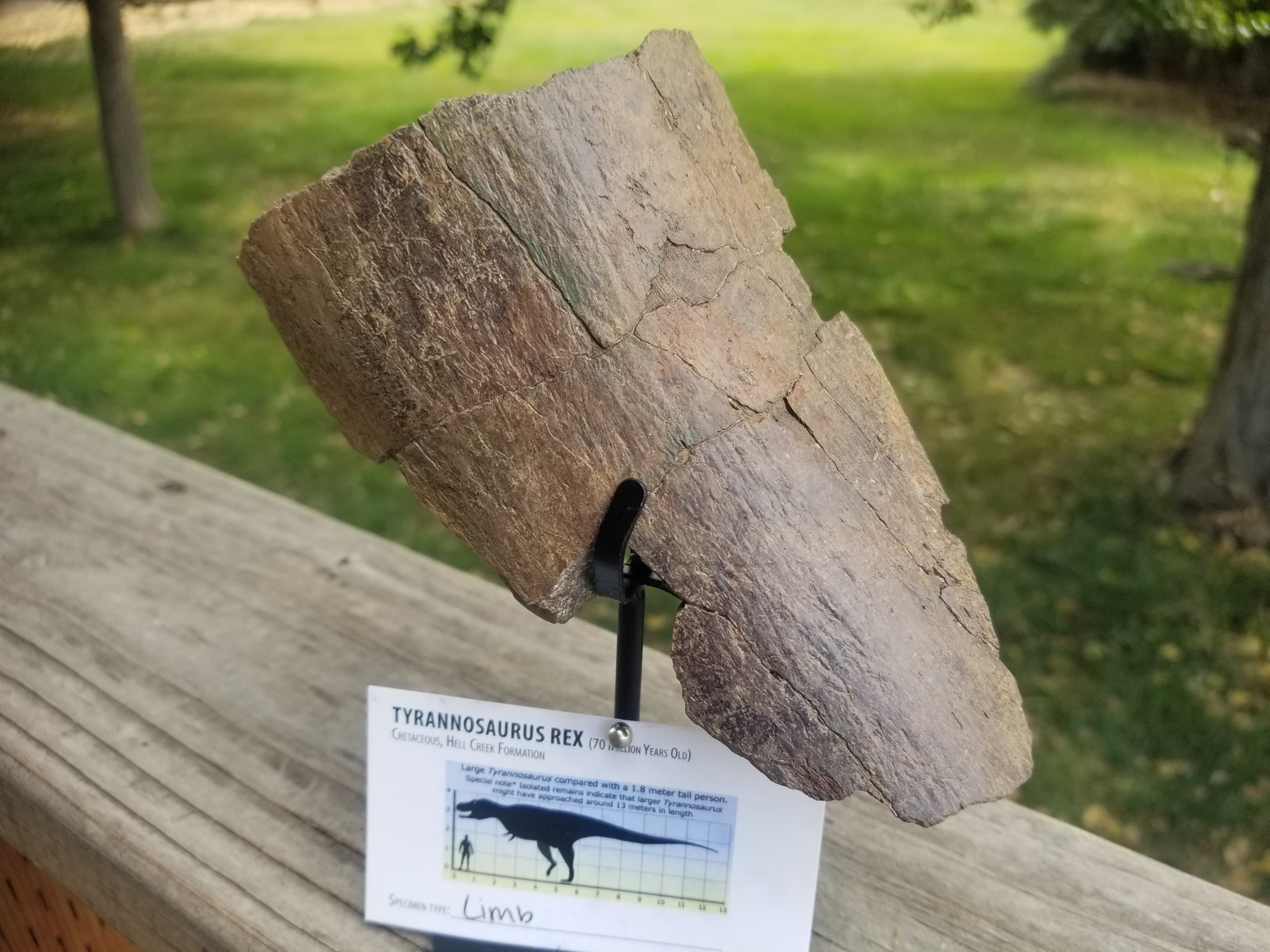 Tyrannosaurus Rex Limb Section Fossil Specimen Cretaceous Hell Creek MT T-Rex