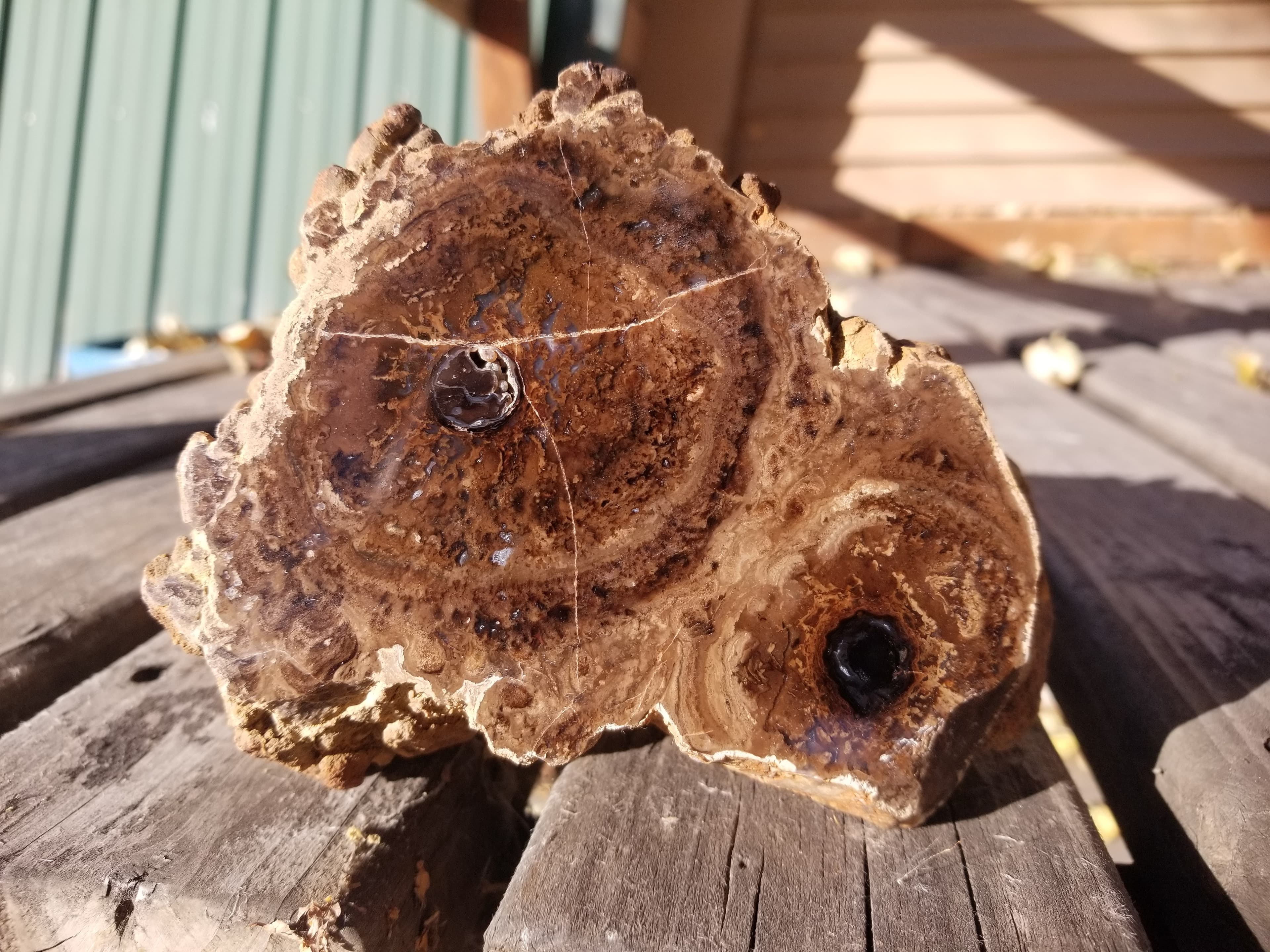 NEW Specimen - Polished Carbon County UT Petrified Wood & Angiosperm in Stromatolite 3.8Lb