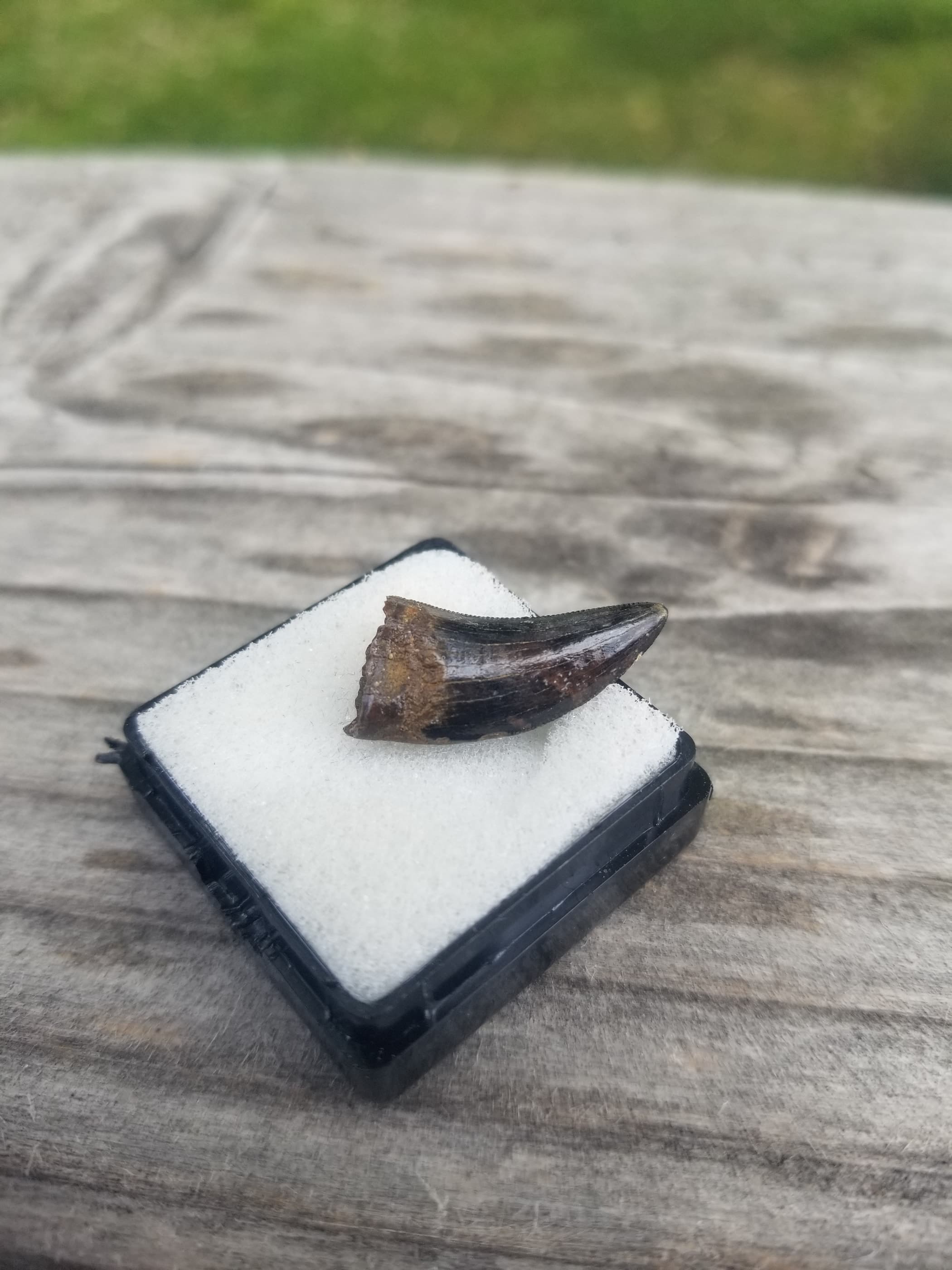 Nice 1.25" Nanotyrannus Tooth Fossil Specimen Hell Creek, MT